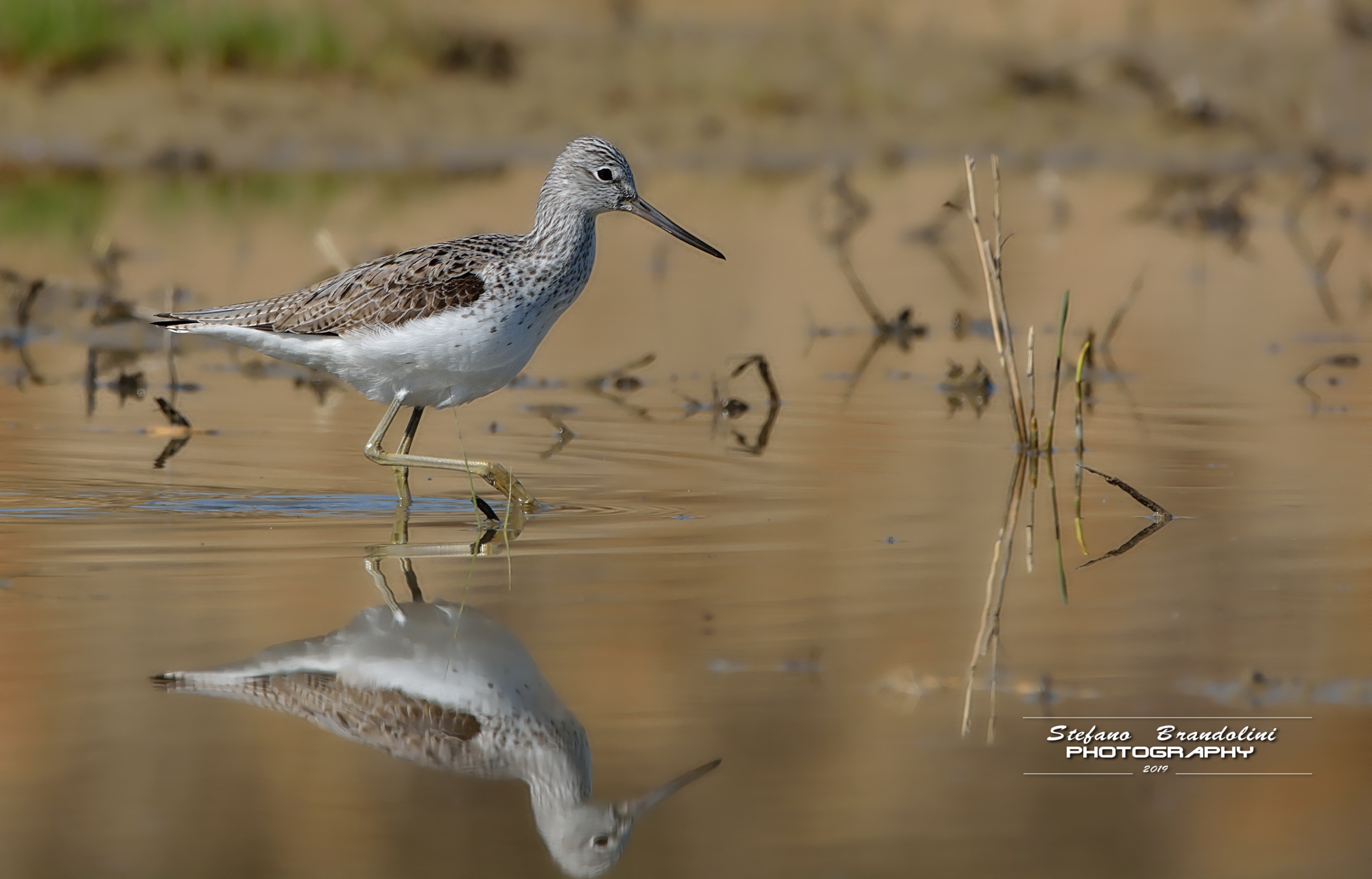 Tringa Nebularia (Pantana)
