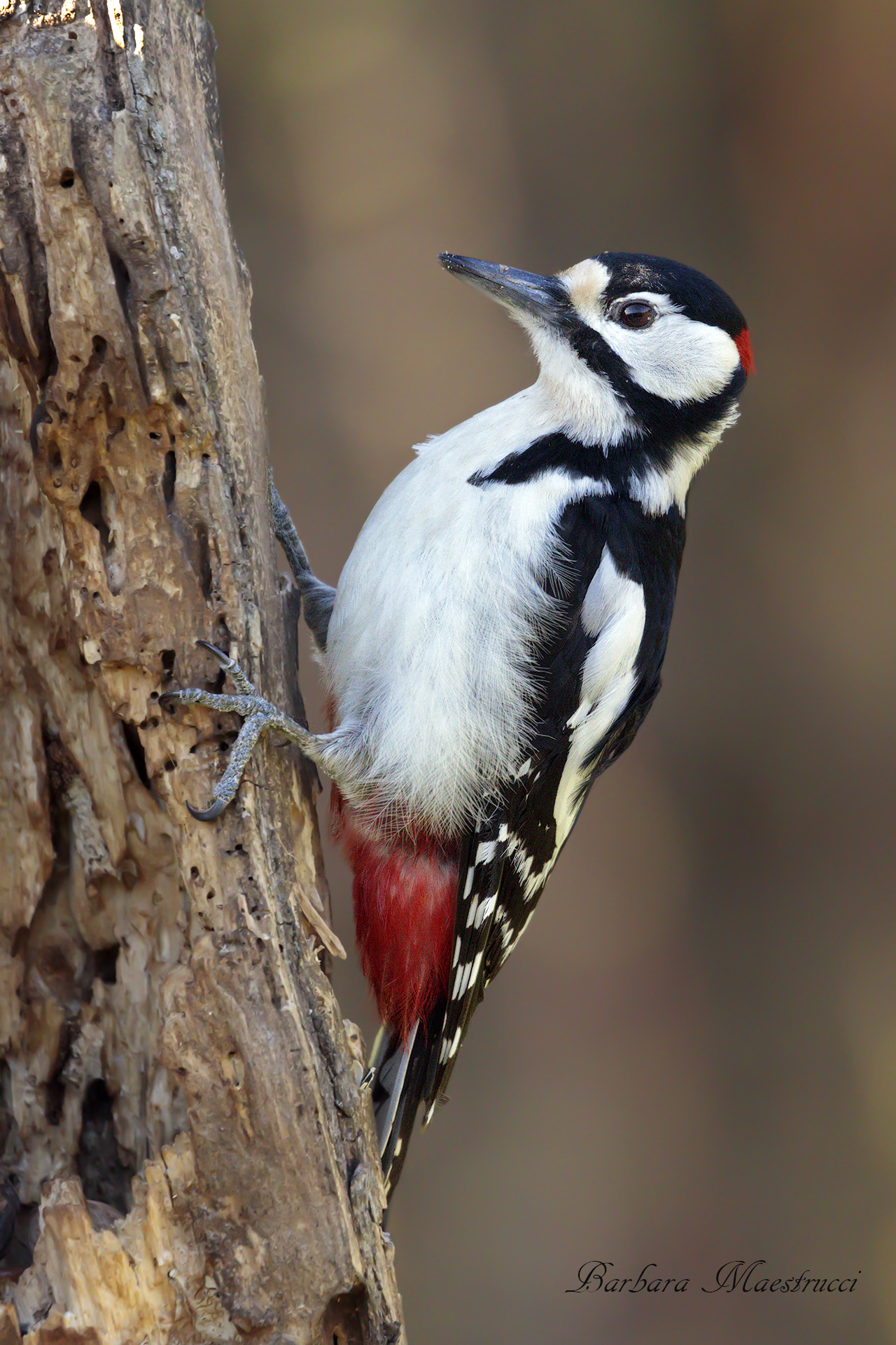Red Woodpeckers