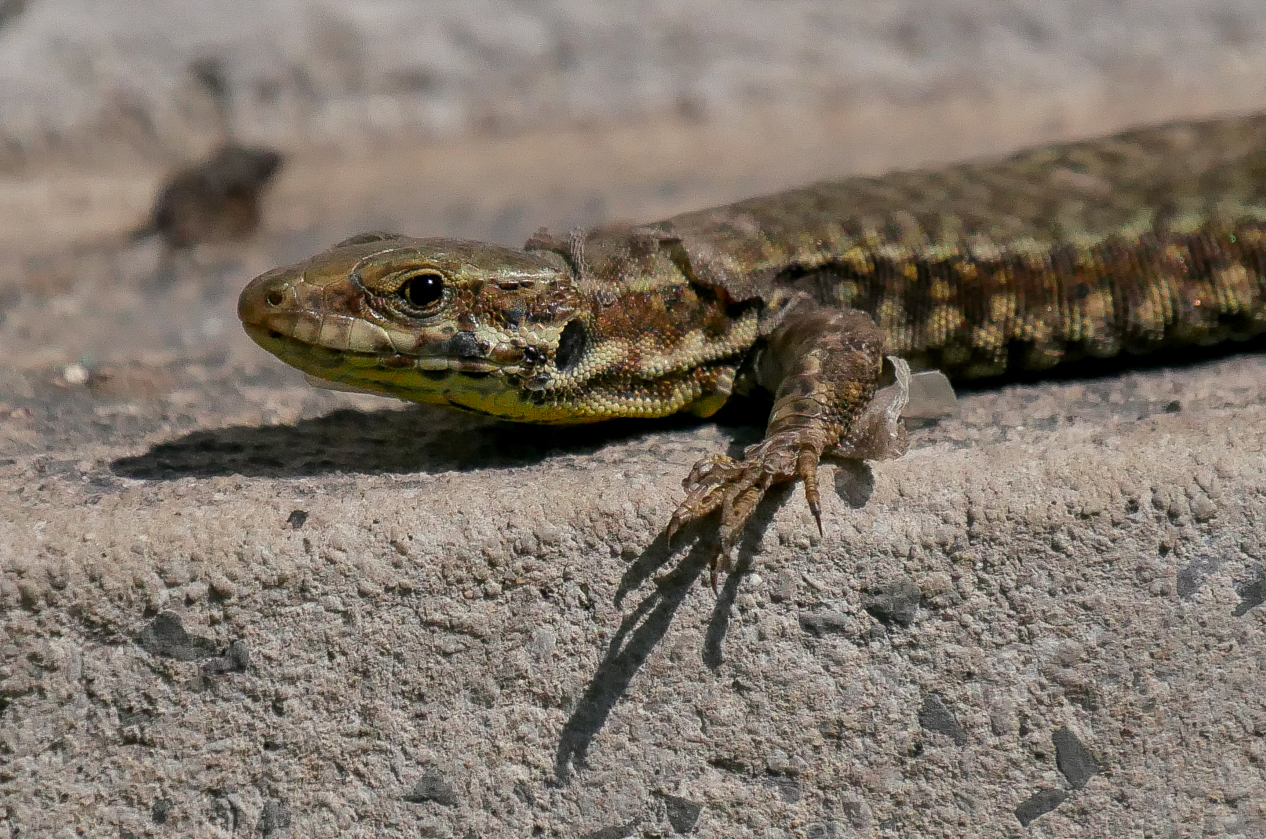 Lizard in Wetsuit