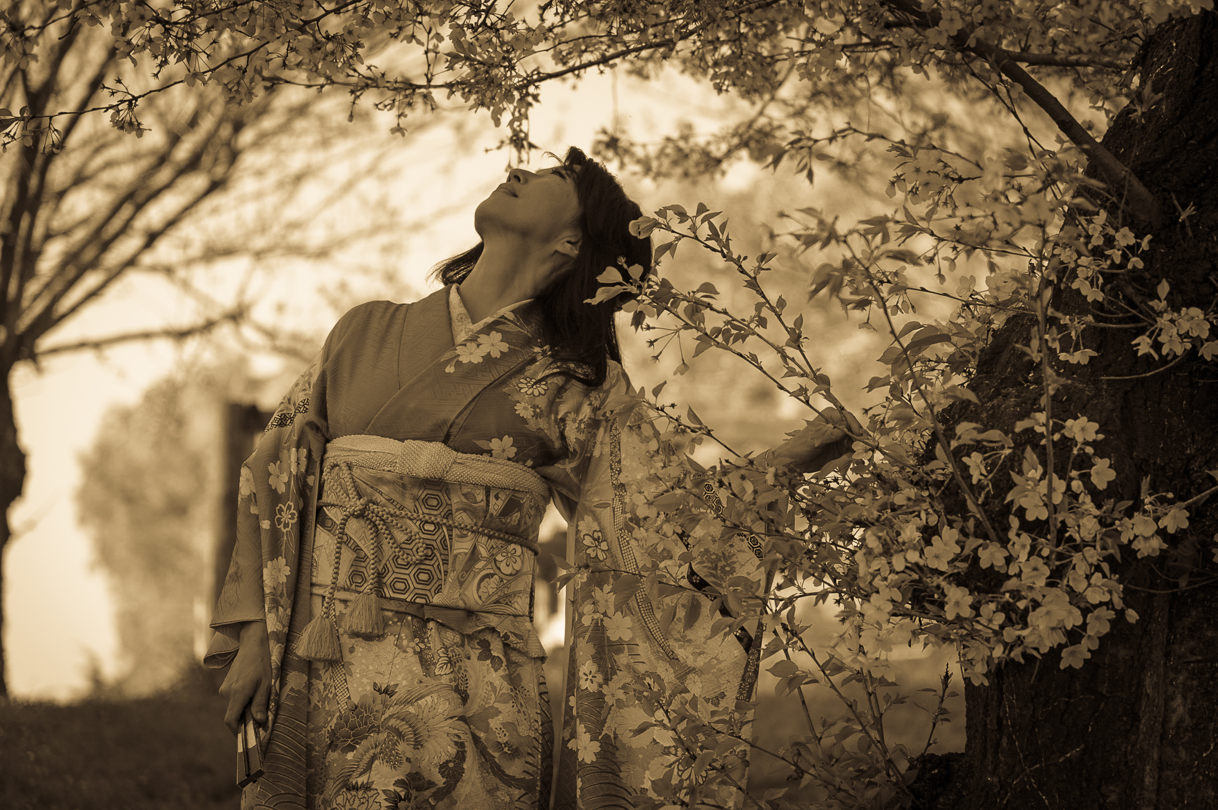 Hanami... The flowering of the Sakura at the Eur...