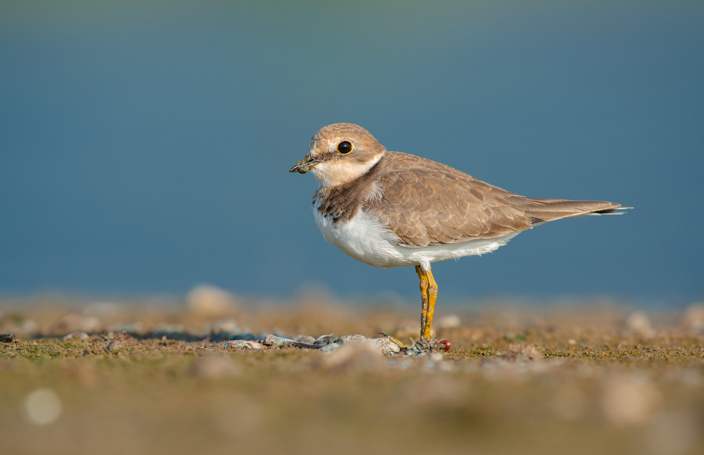 piccolo Plover circondata