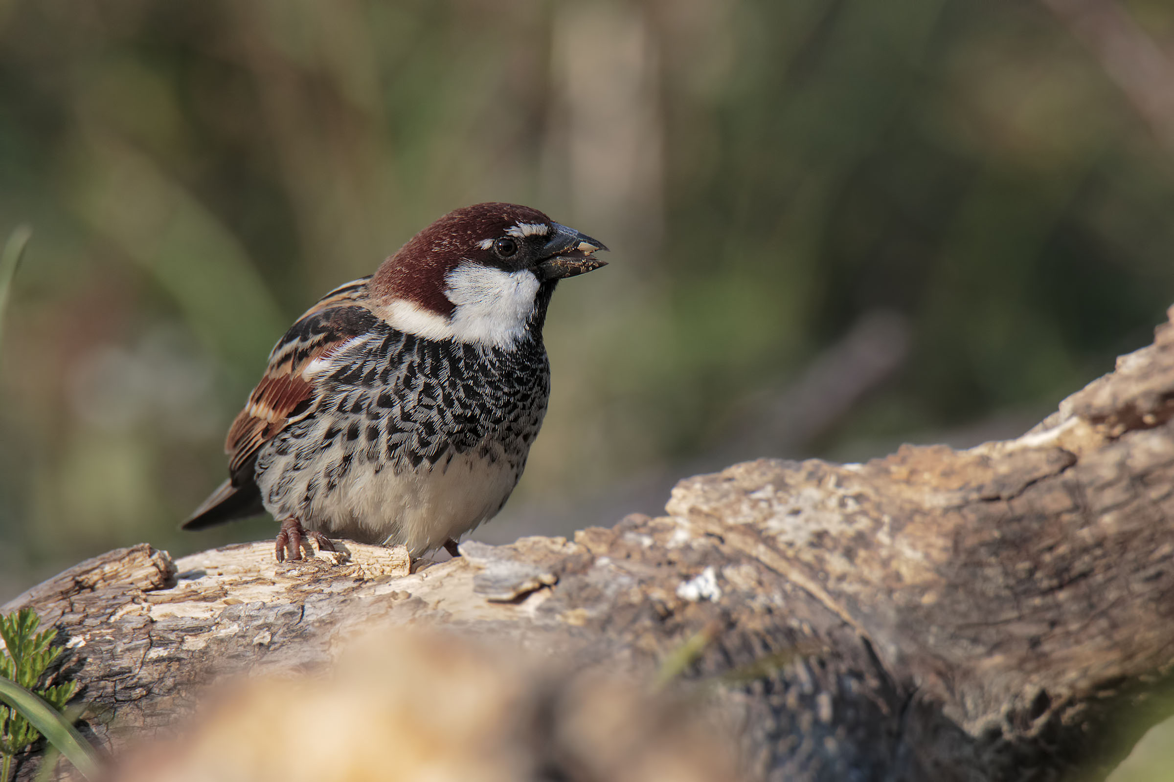 Passera sarda (Passer hispaniolensis)