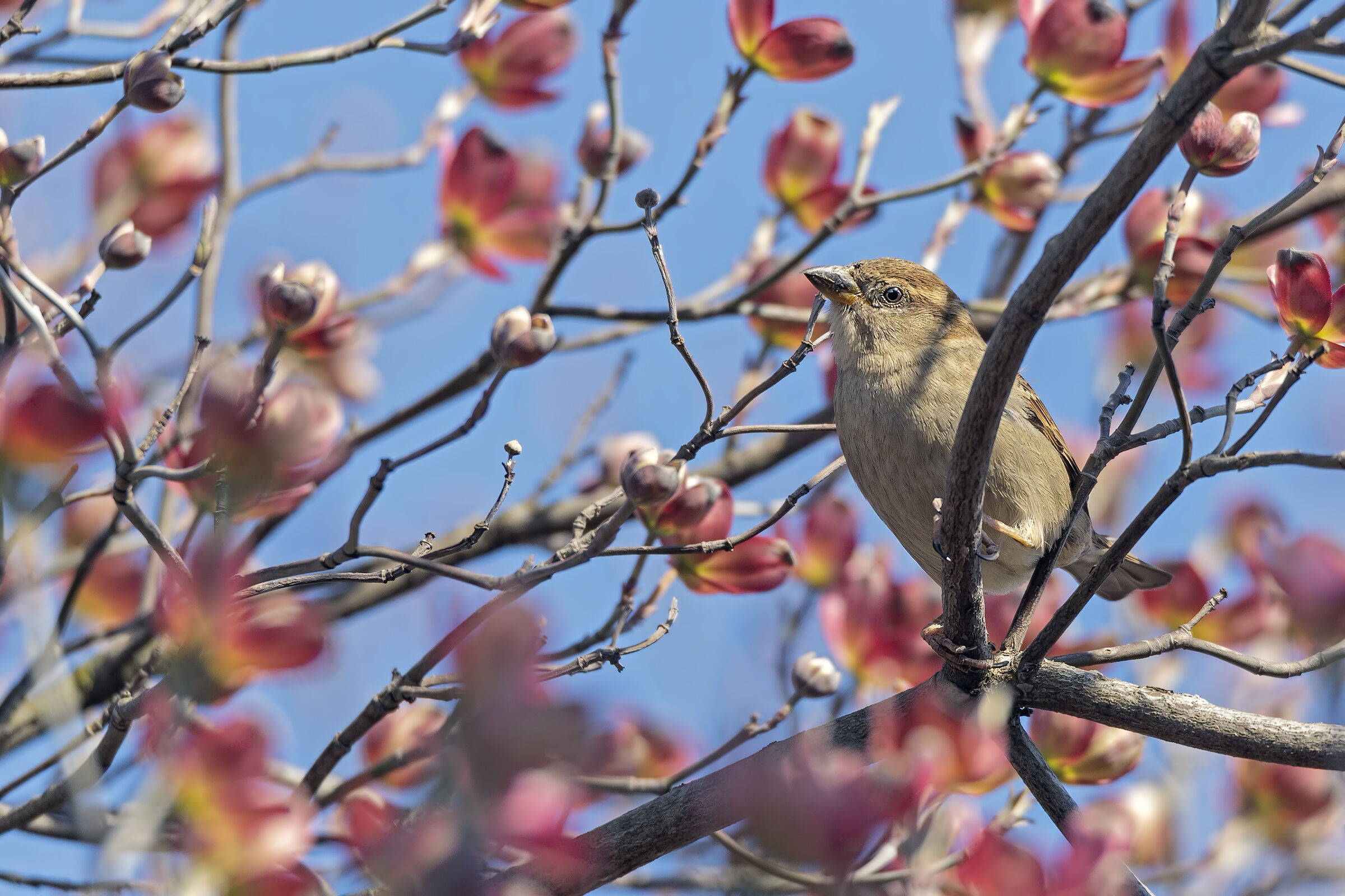Primavera in giardino