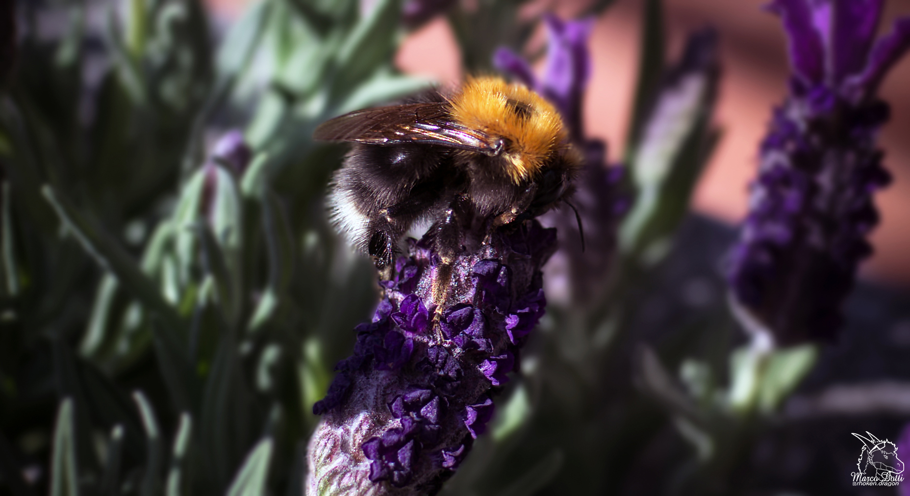 Bombus × Lavandula