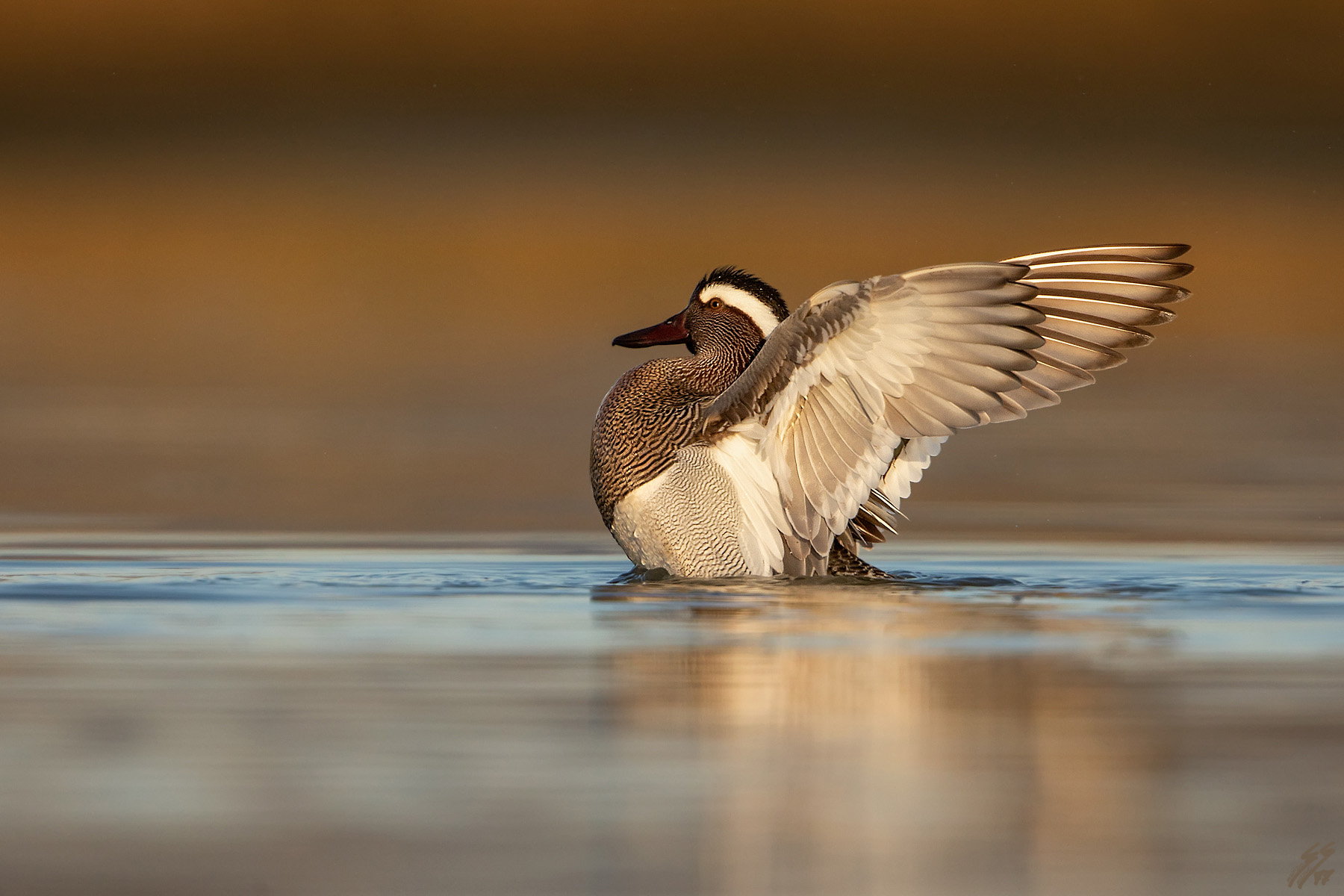 ..le ali del drago..