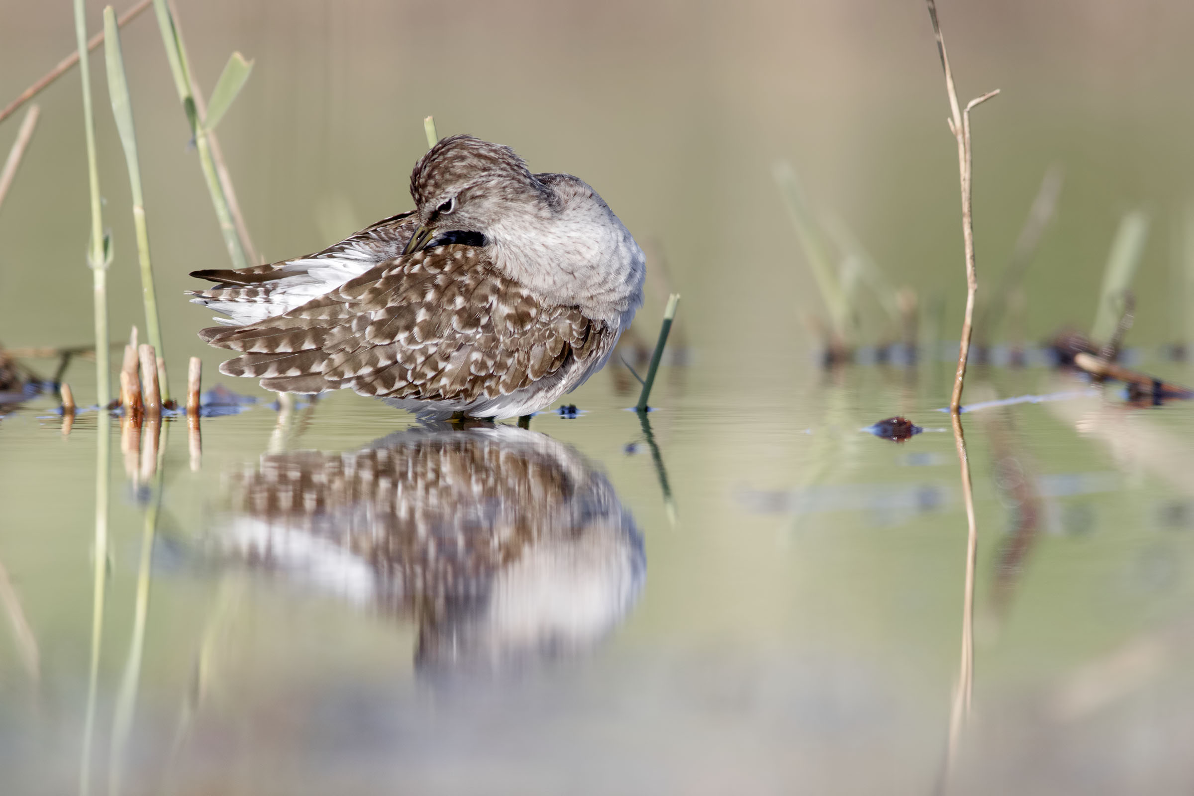 The Cleaning Piropiro Boschereccio