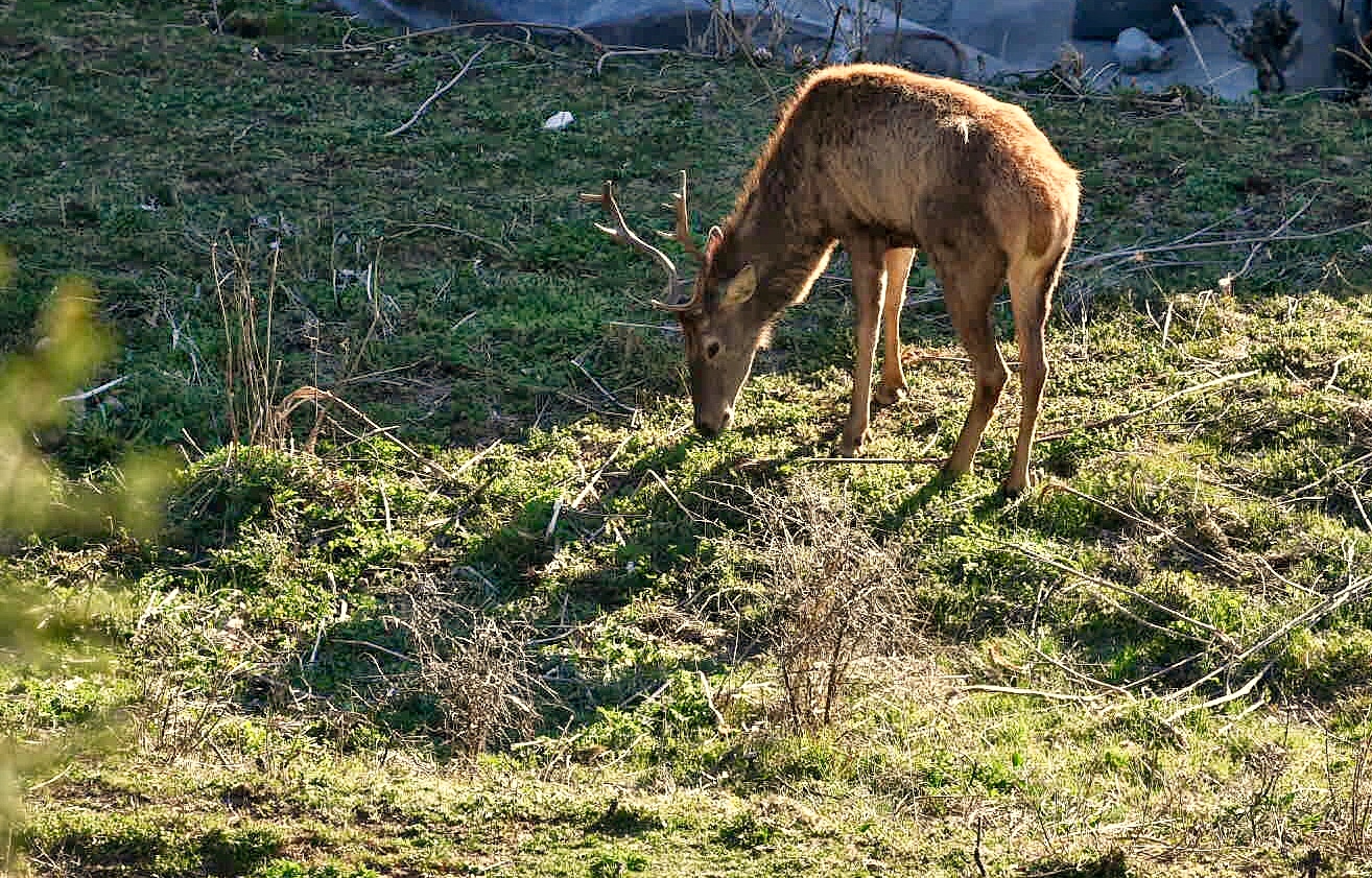 Deer