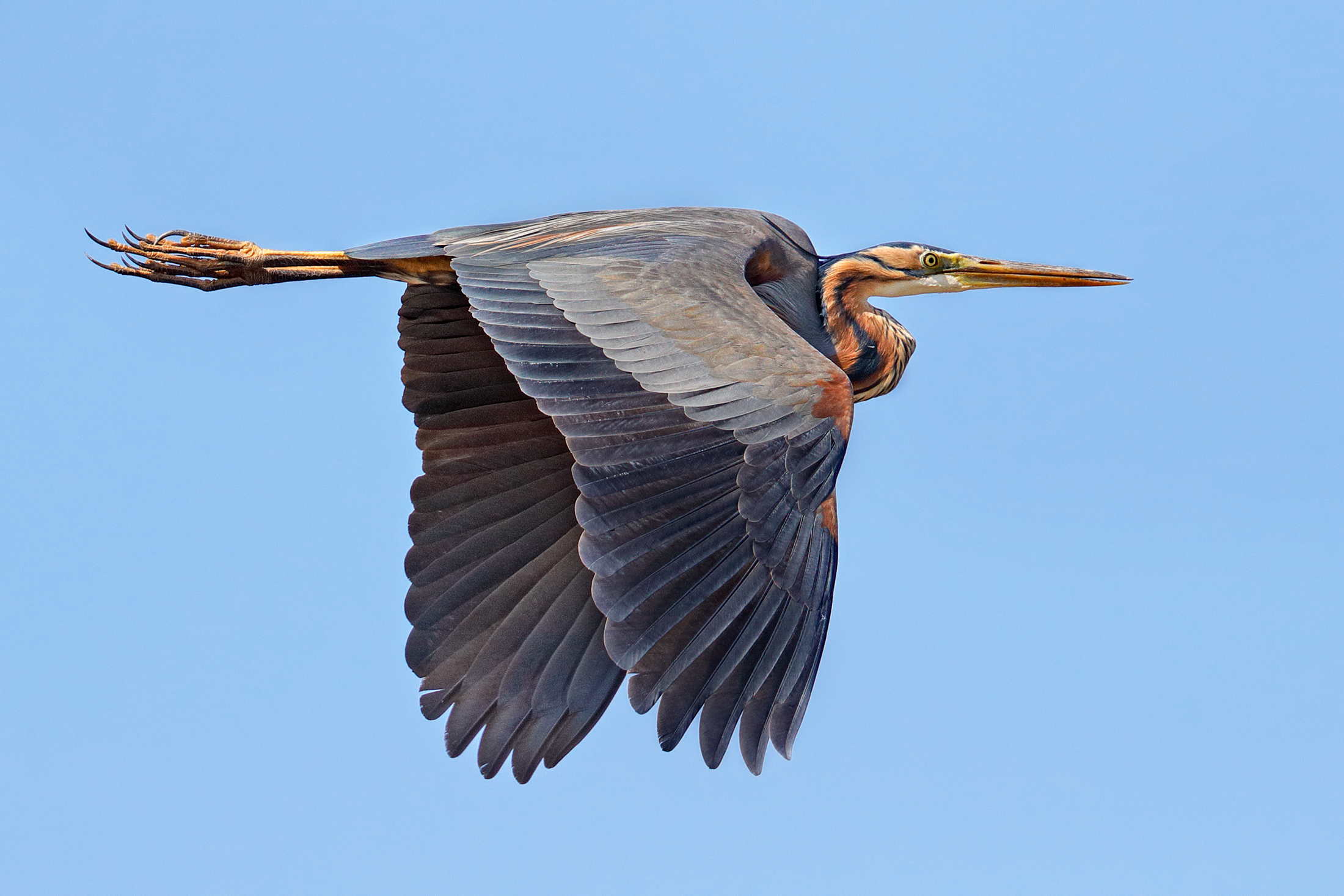 Red Heron
