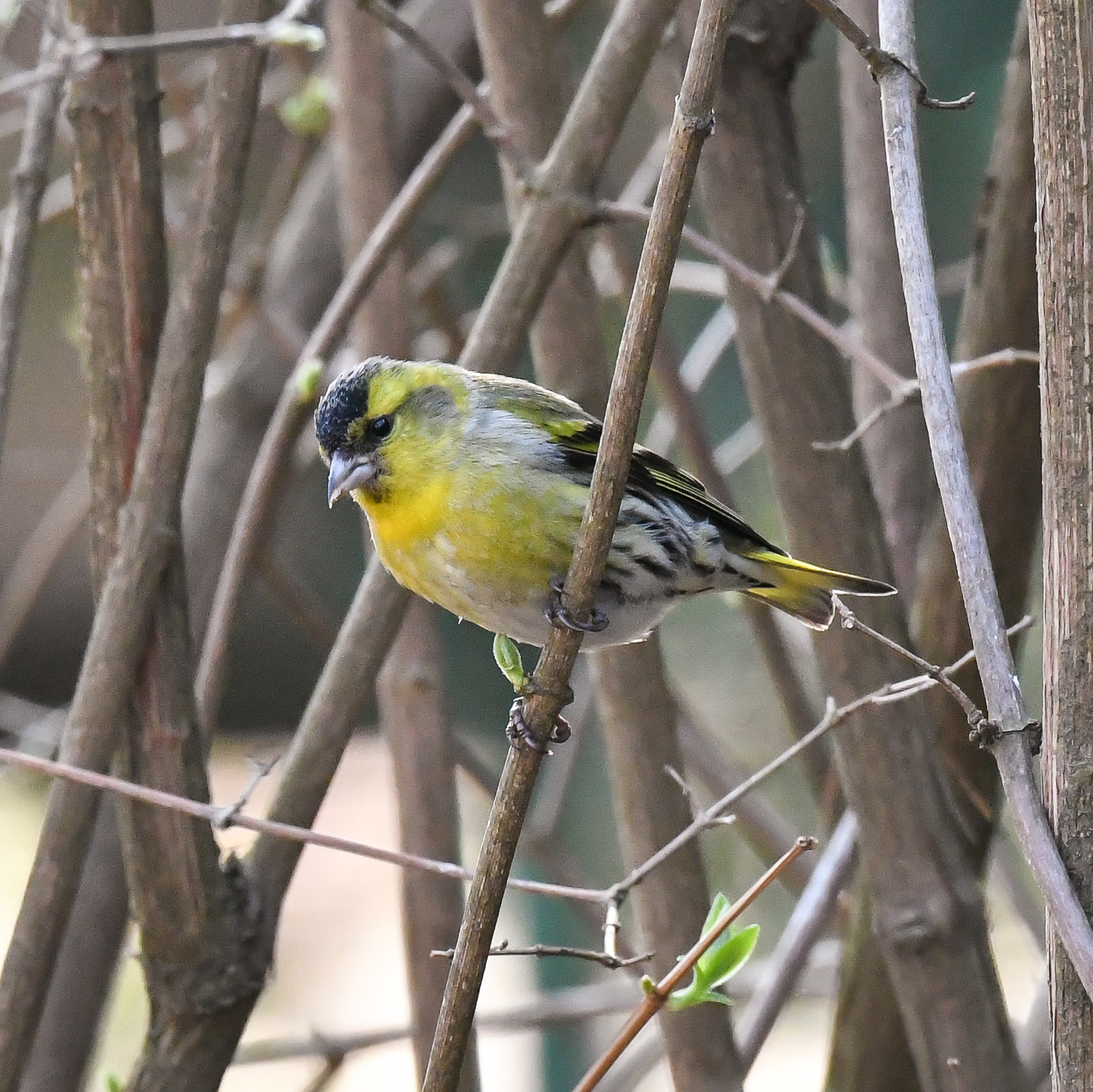 Carduelis spinus