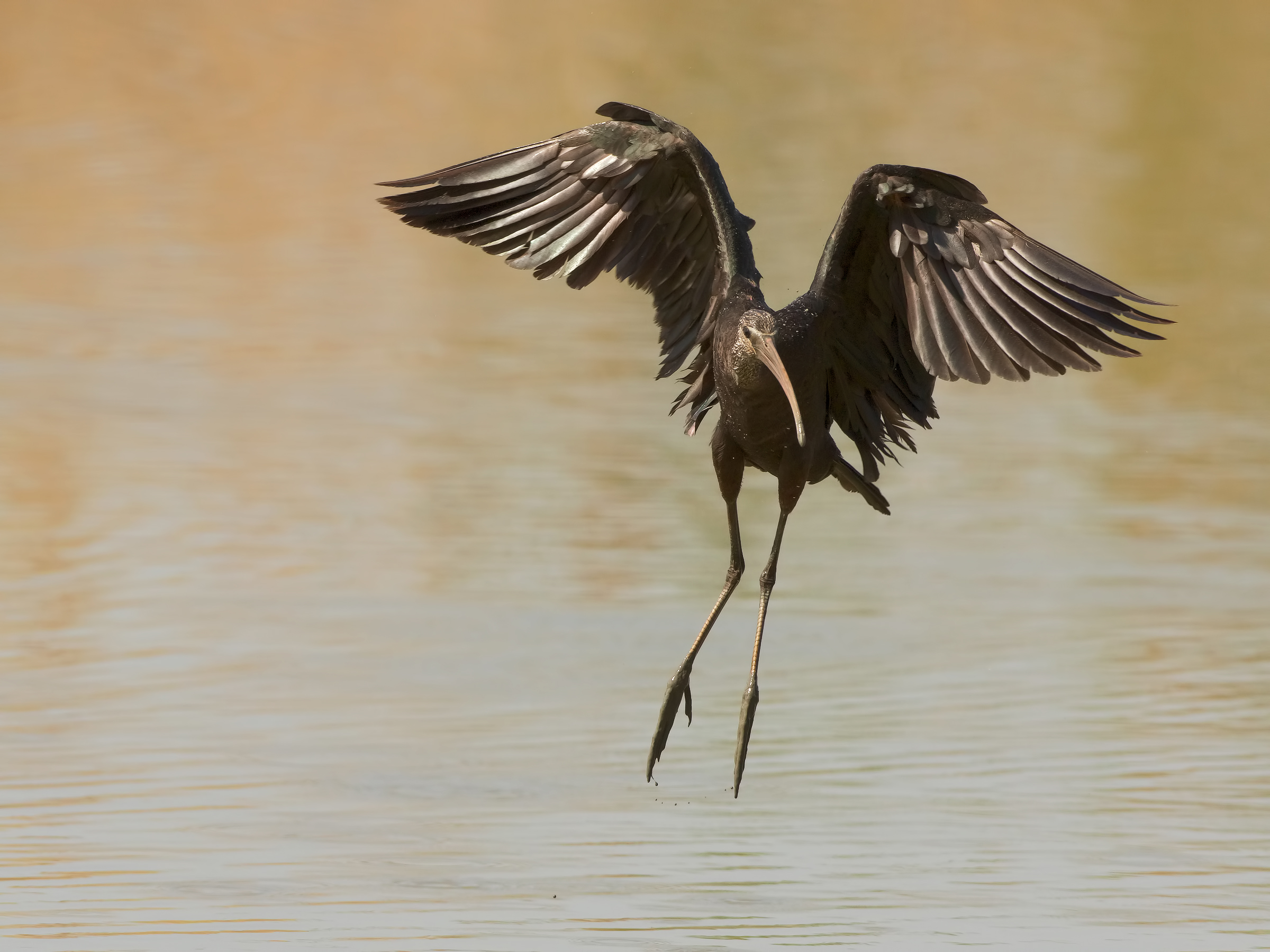 TORRILE 30-MARZ0-2019