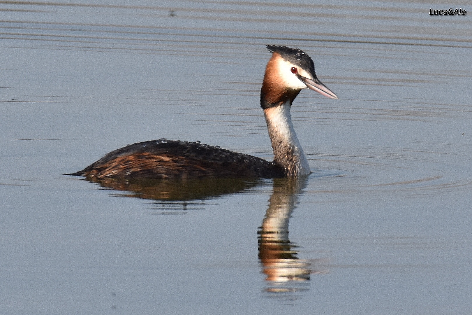Grebe