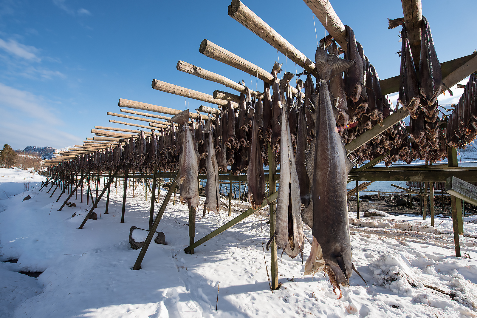 From Cod to Stockfish