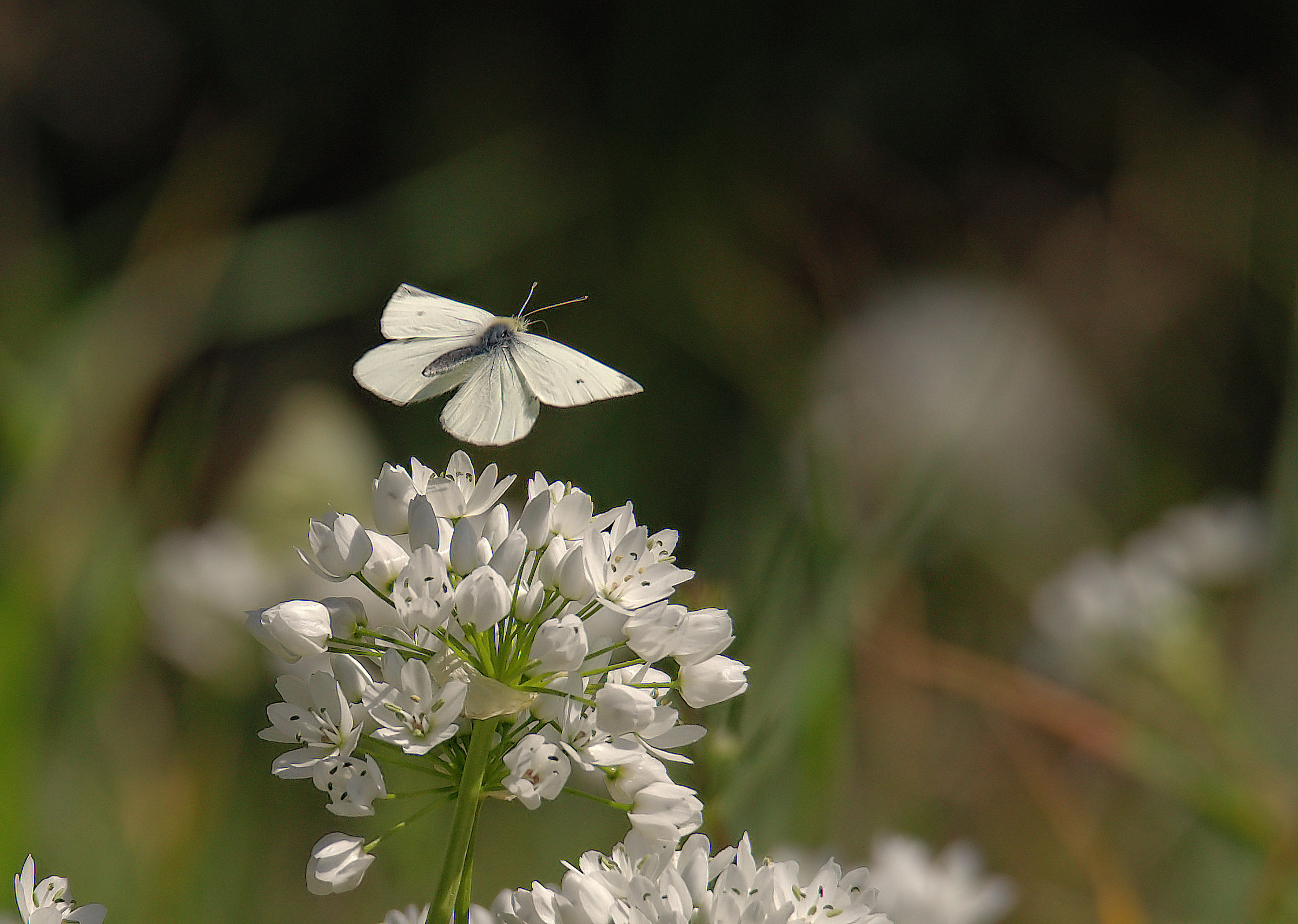 Large White