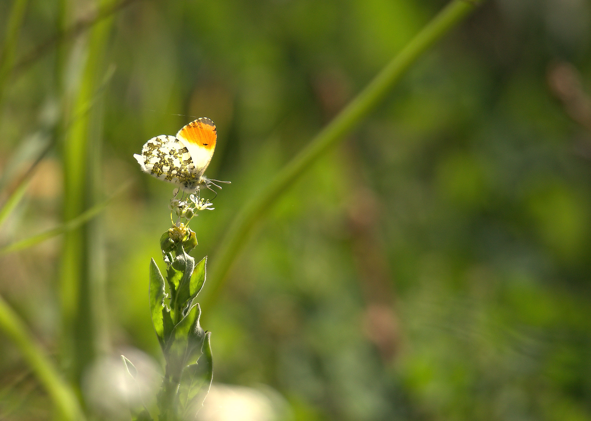 Anthocharis Cardamine