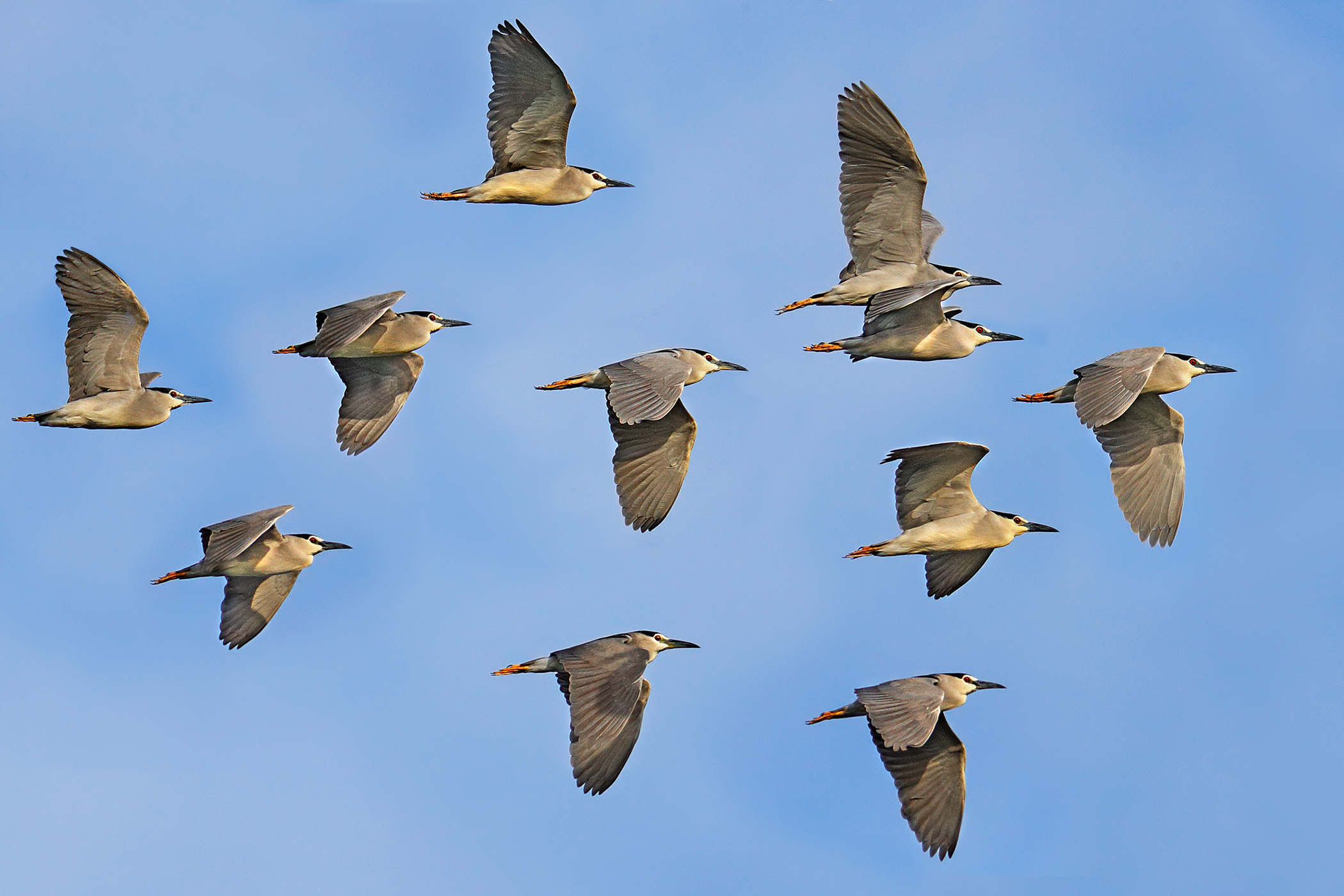 Nitticore in migration