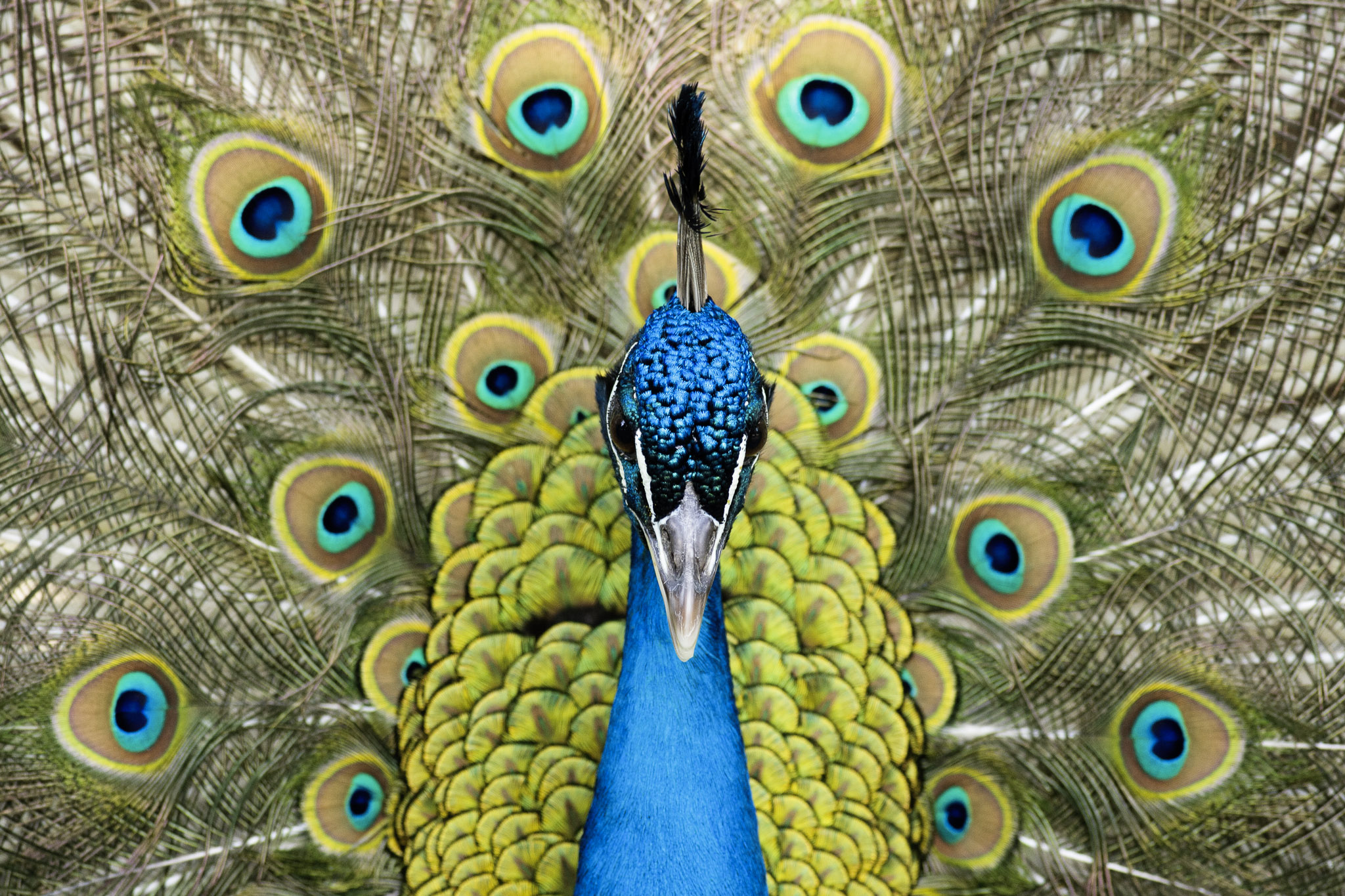 Peacock