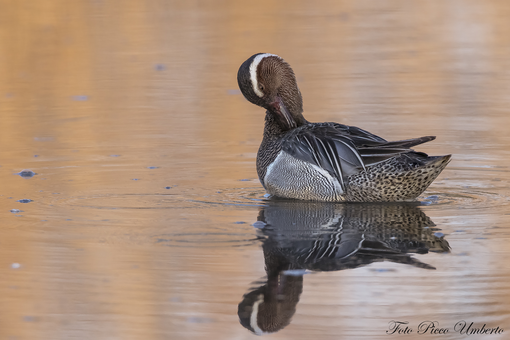 GARGANEY