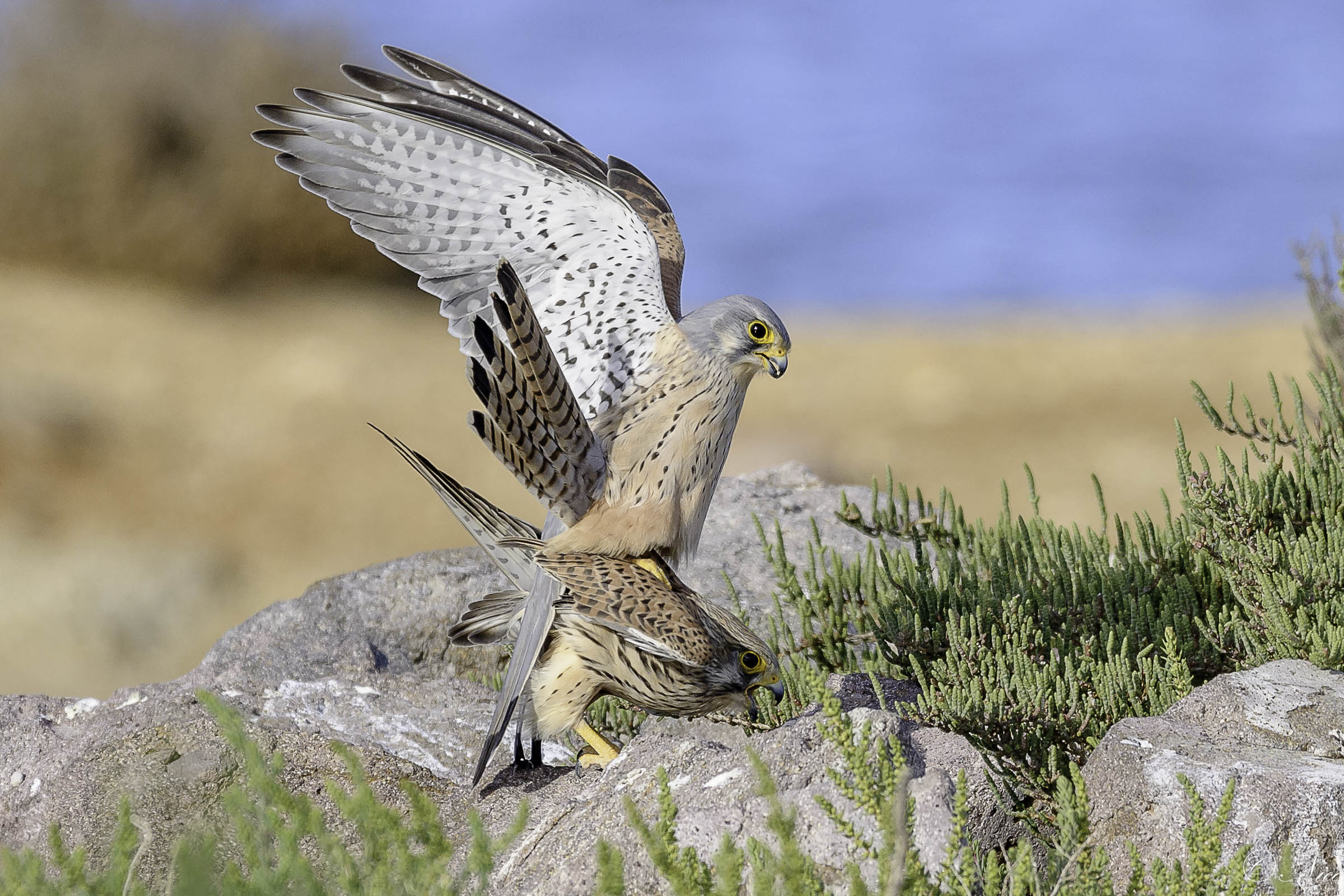 Accoppiampento dopo ore di attesa