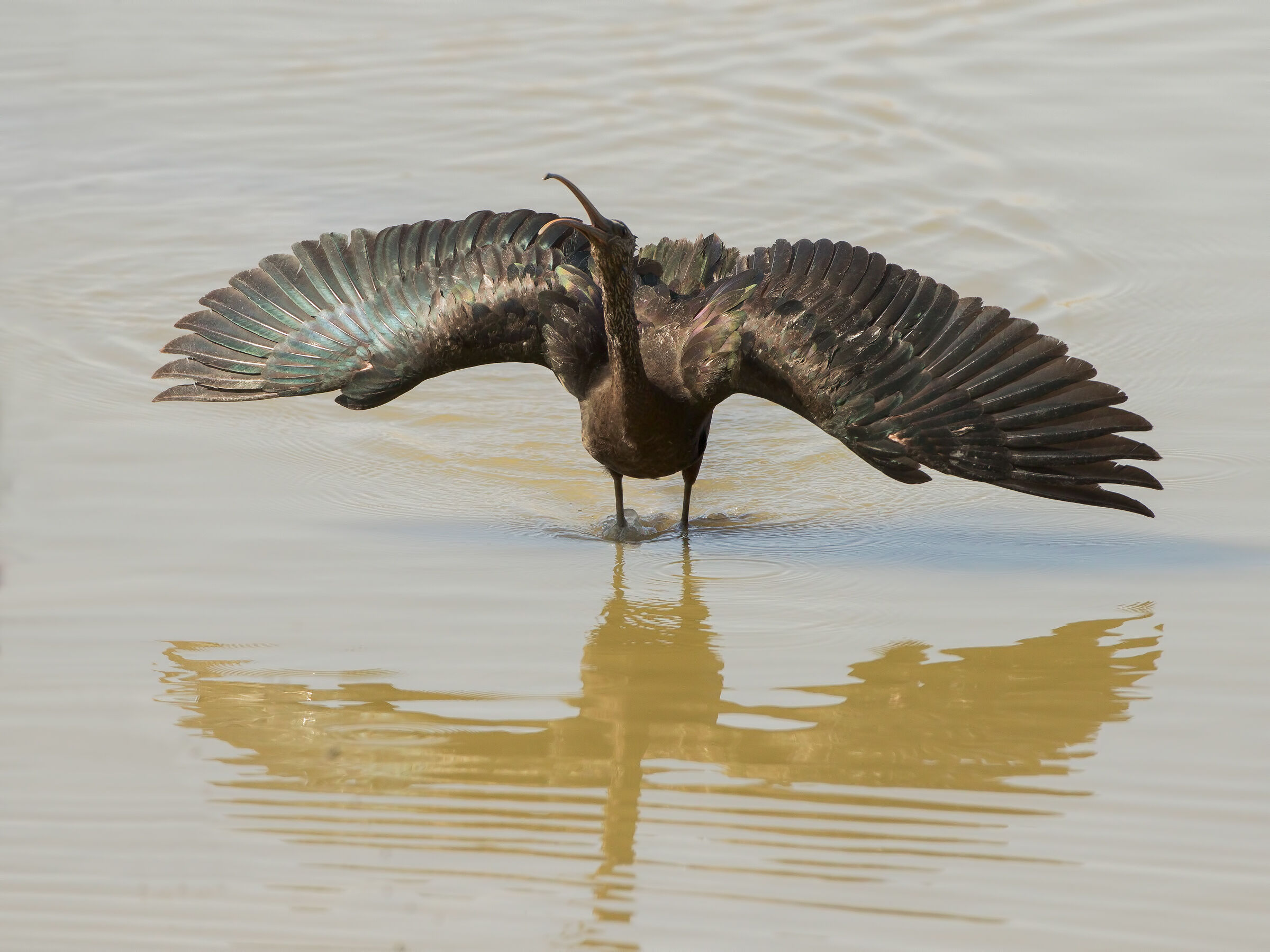 torrile 30 marzo 2019 3