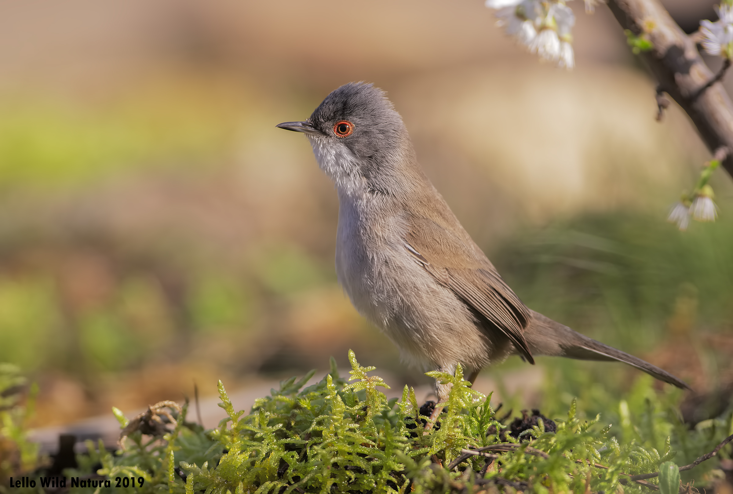 Female Wild Eyes 2019