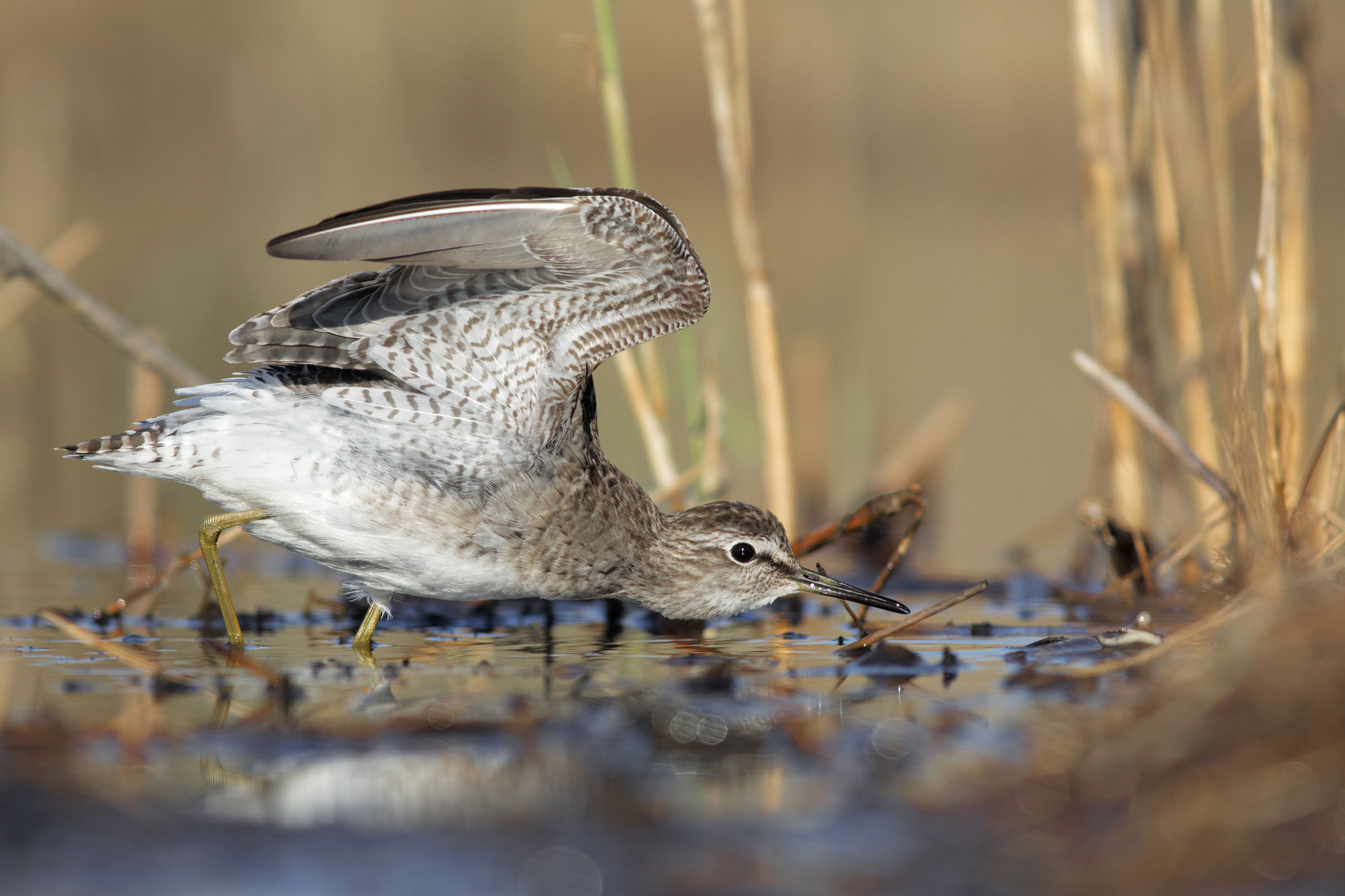 Piropiro Boschereccio