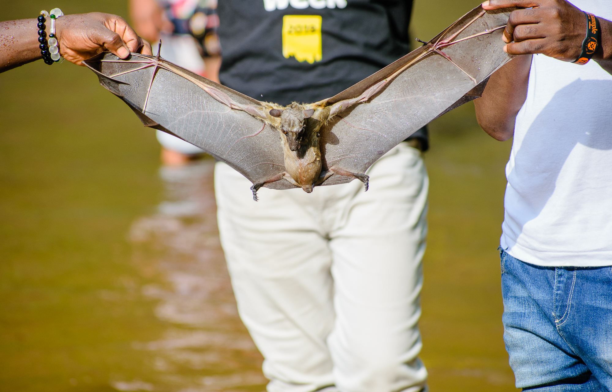 Bats at wli falls