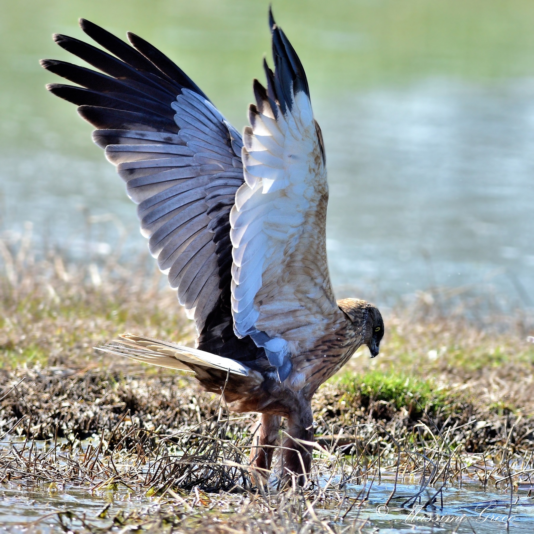 Marsh Hawk