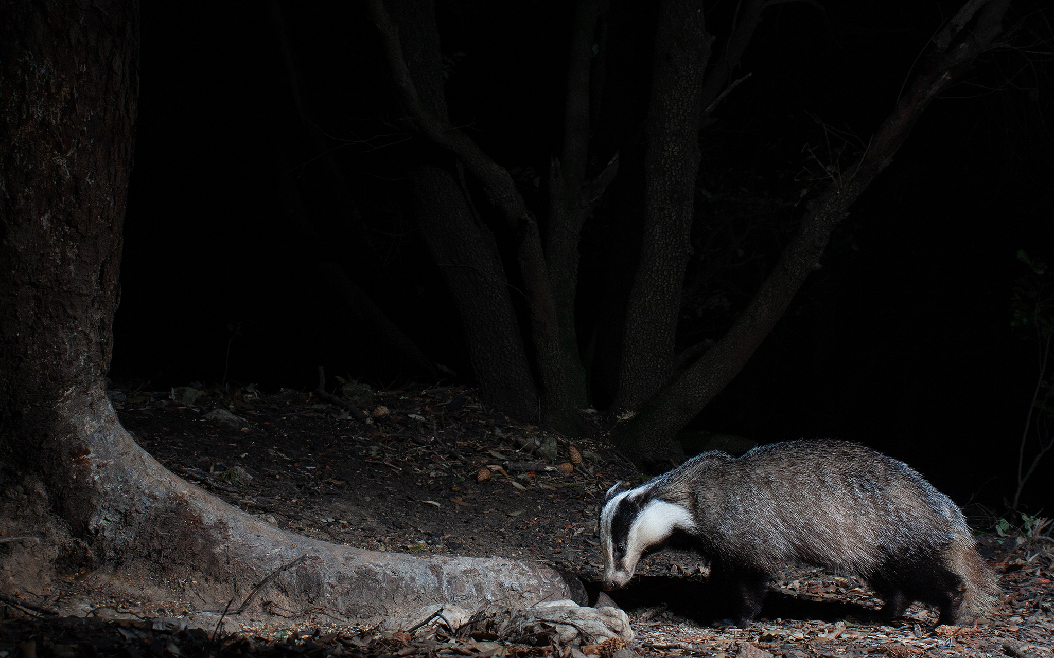 Notti Primaverili al Grattatoio...