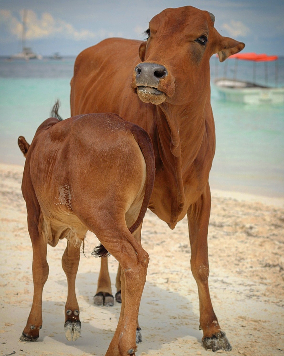 Cows on the beach in Kendwa