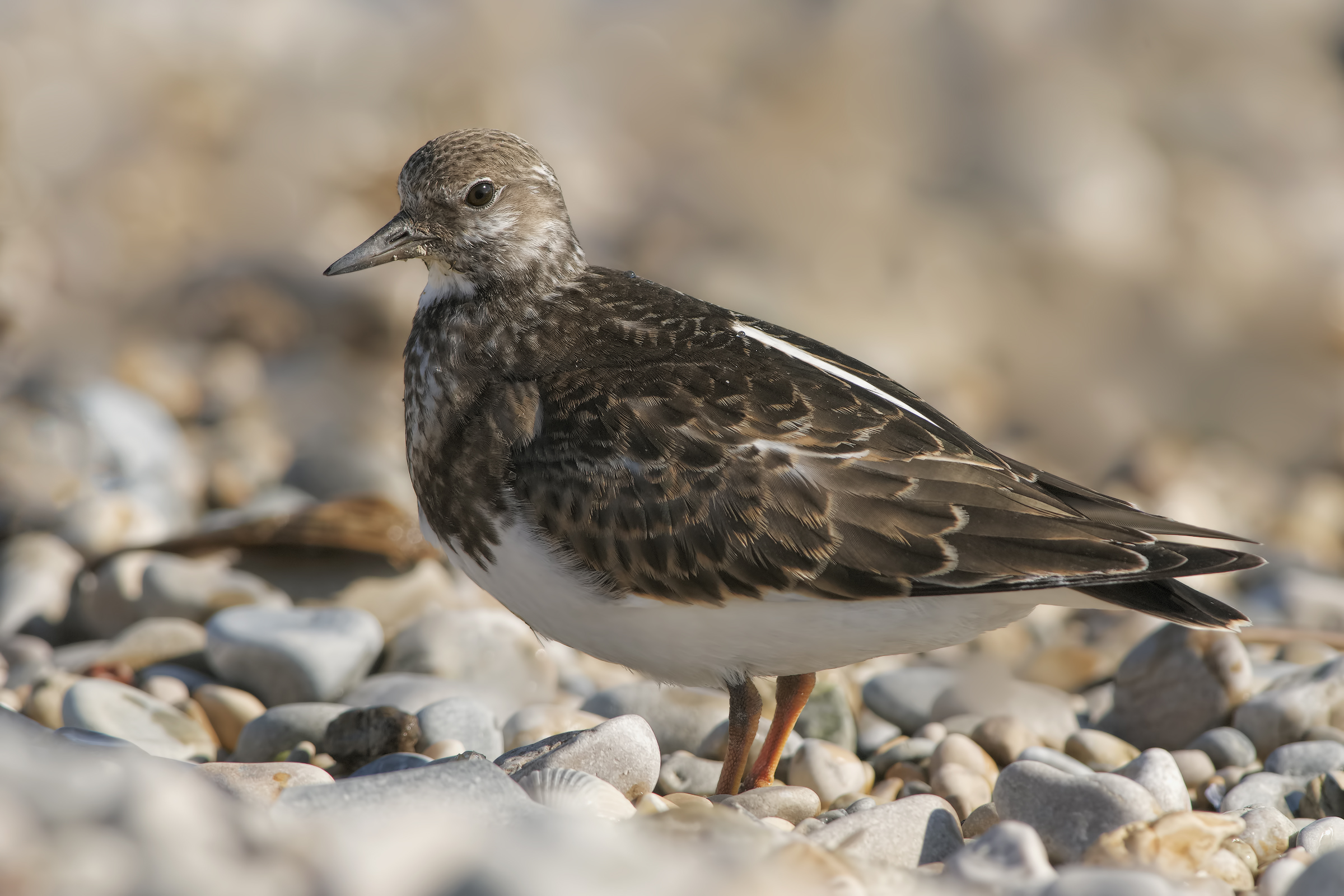 Voltapietre (Sandstone interpres)