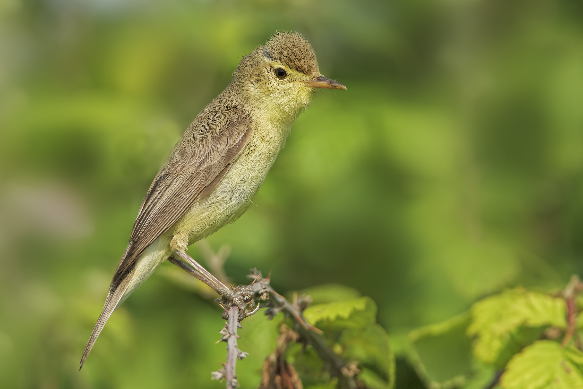 Canapino (Hippolais Polyglotta)