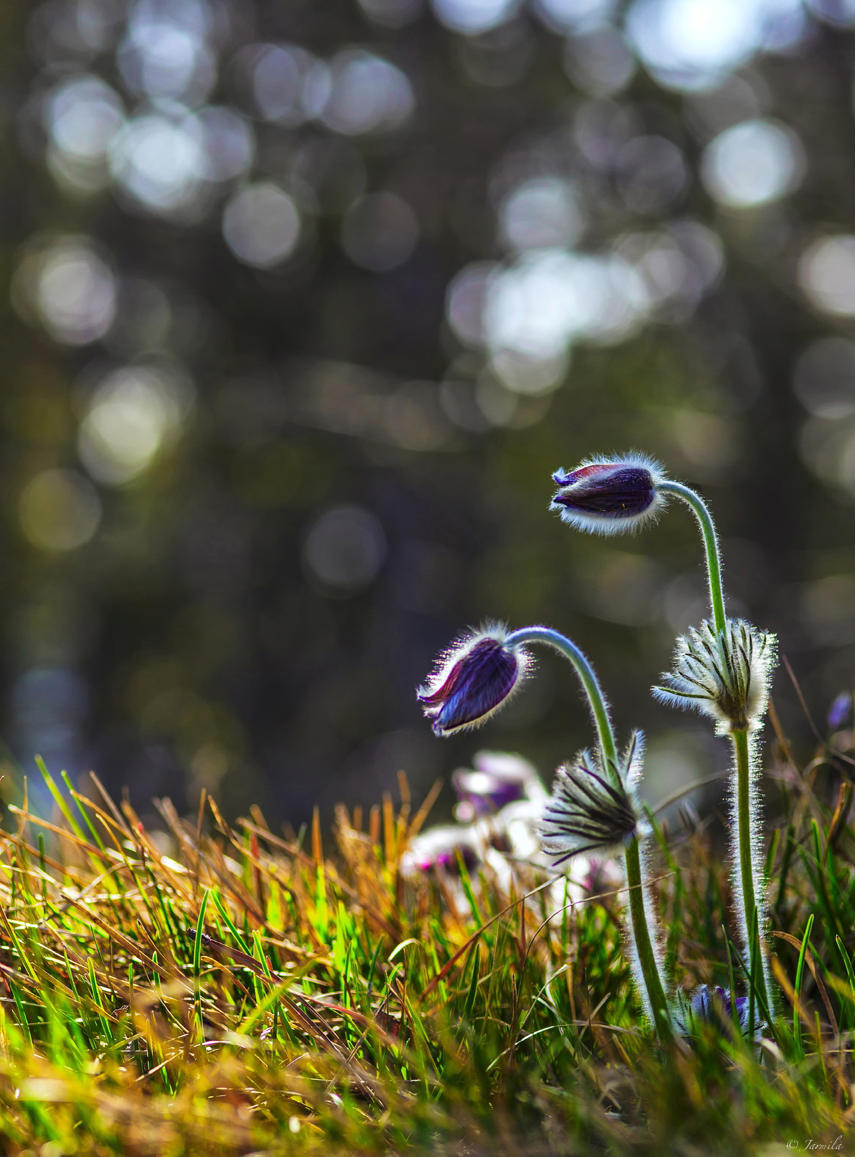 Pulsatilla Montana-The Pearl of Lessinia