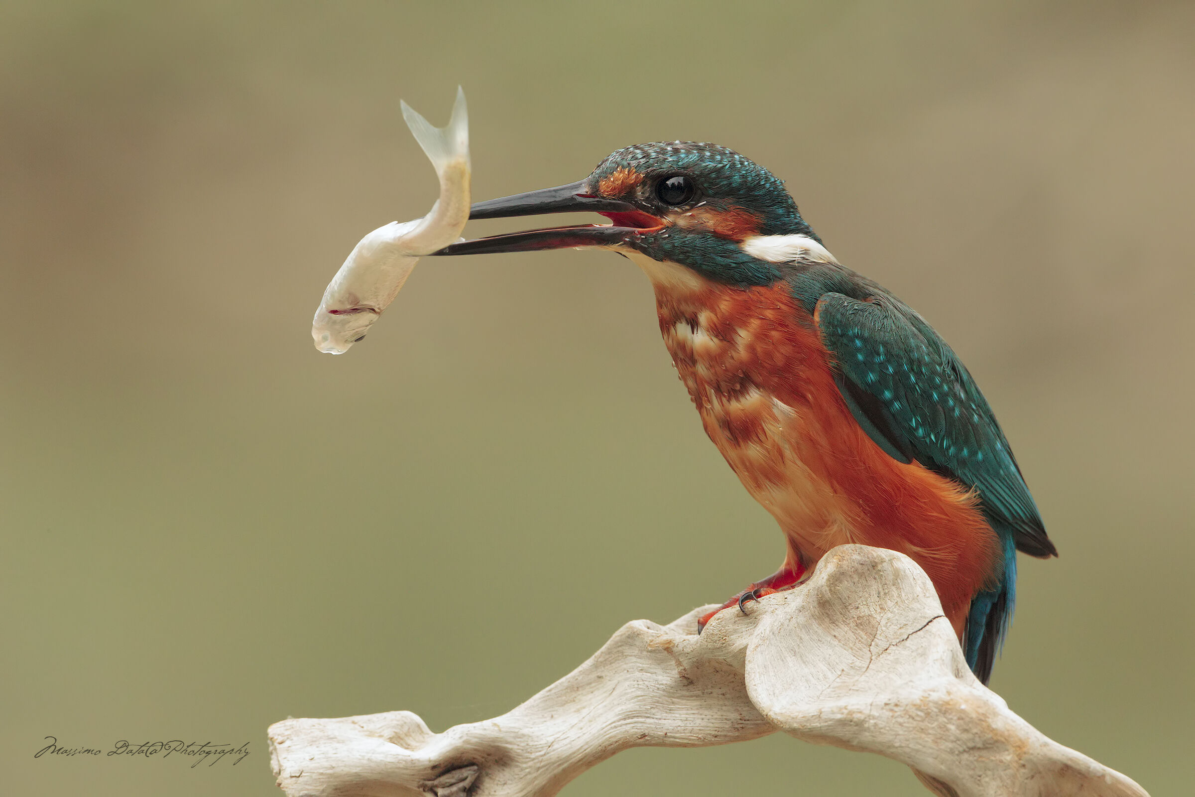 Martino.. For Francesco