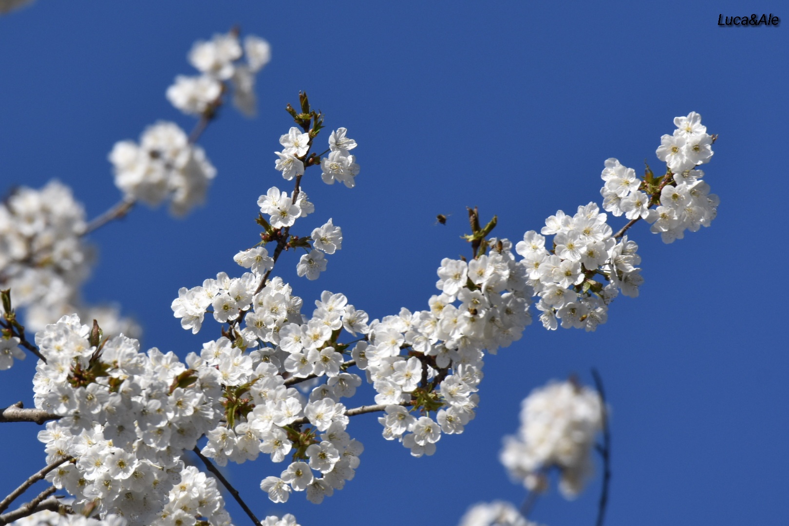 In Blue Painted Blue