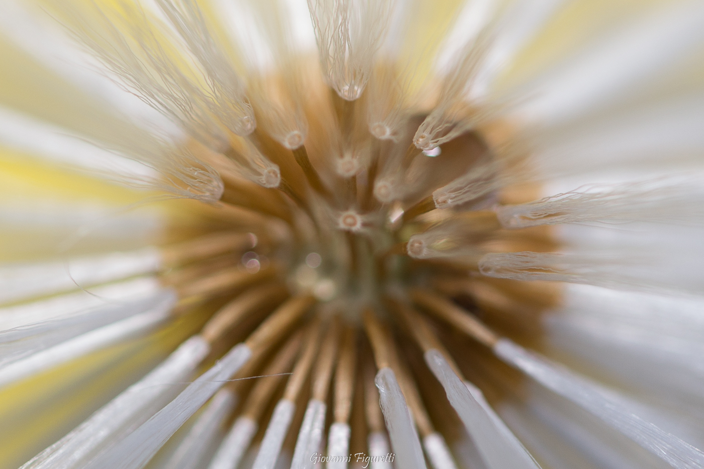 Explosion (particolare tarassaco)