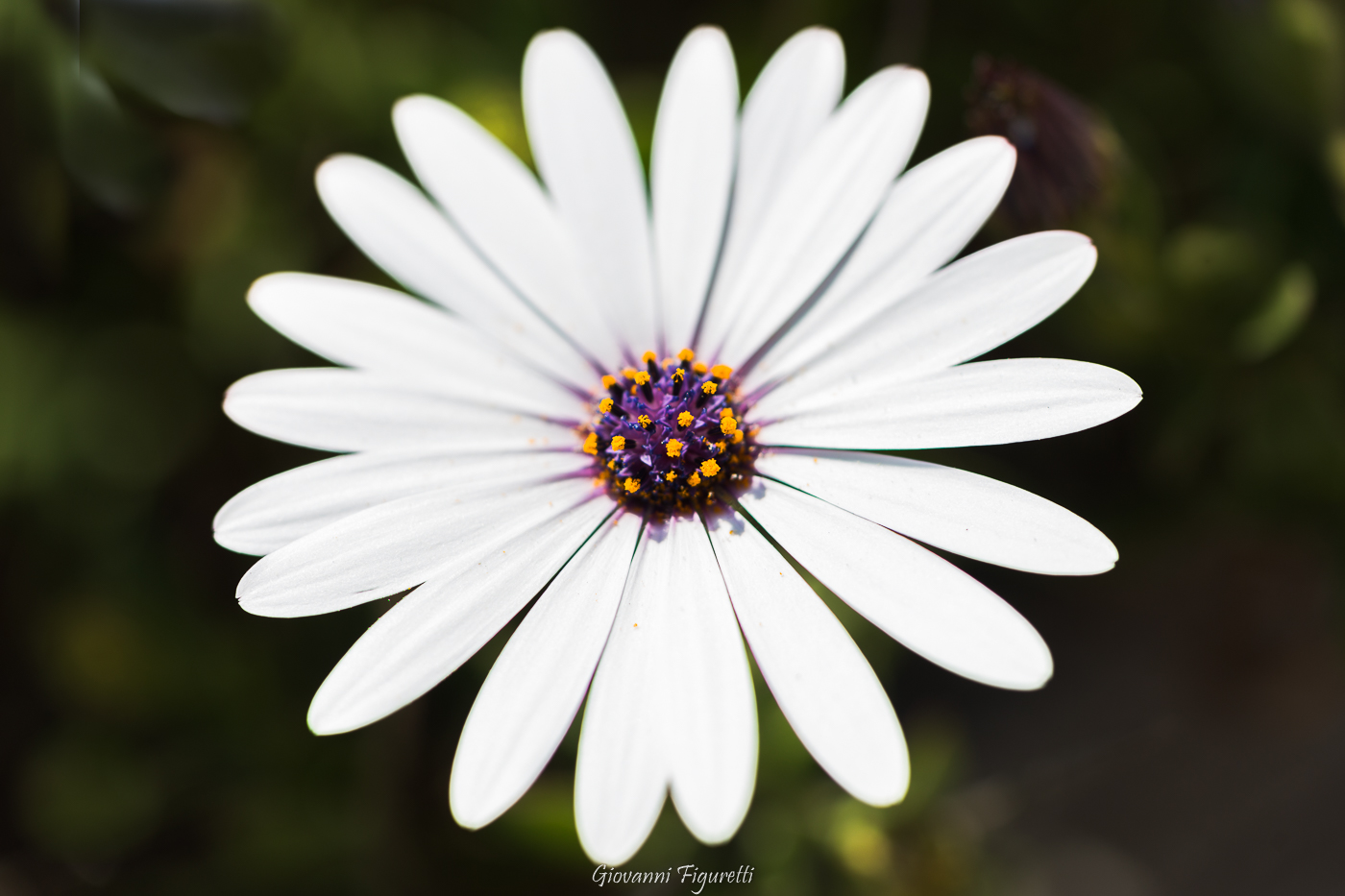 Margherita Africana