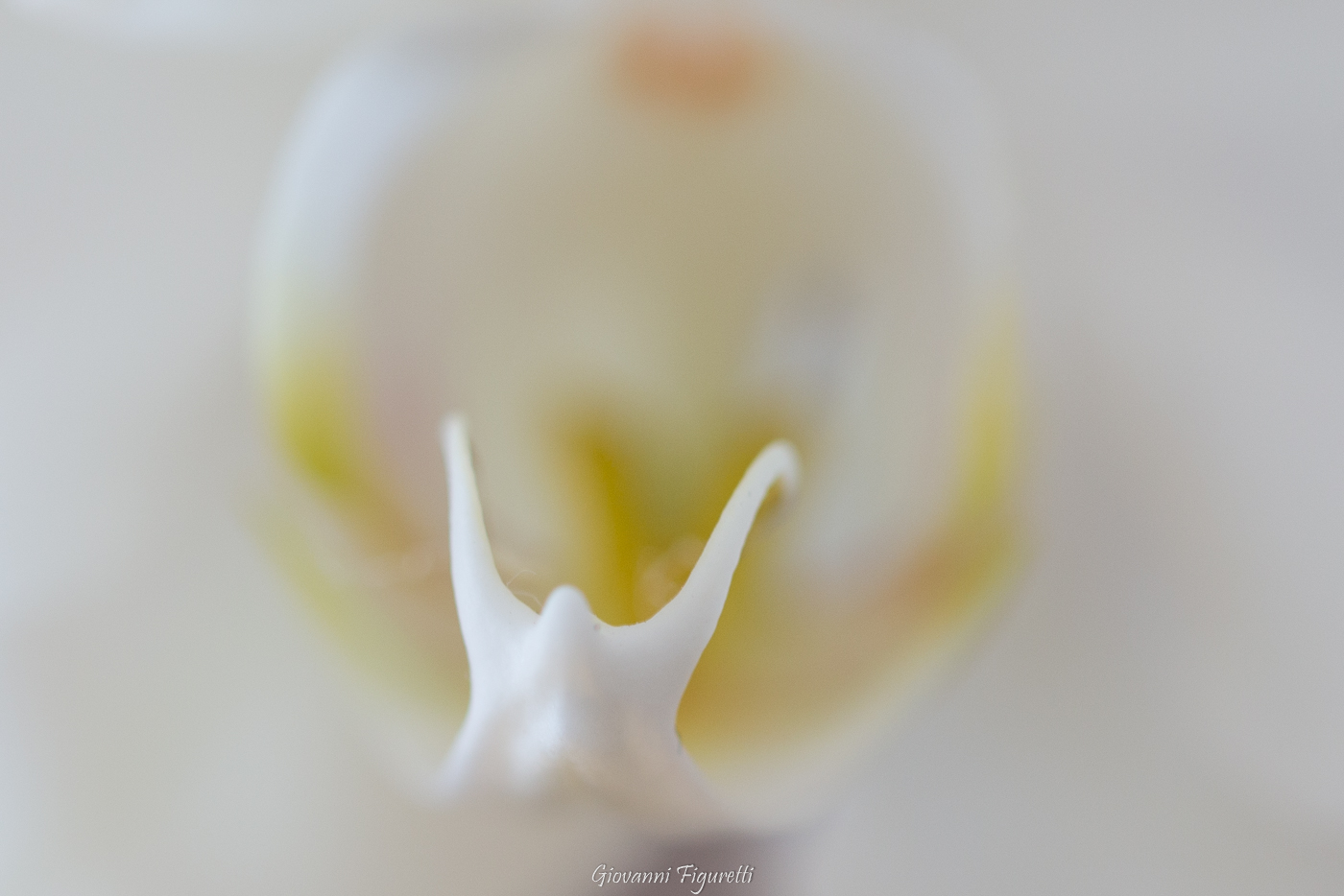 particoalre orchiedea