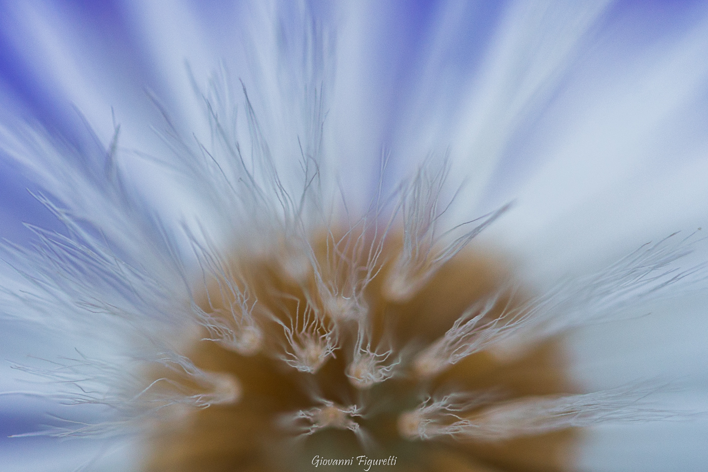 particolare tarassaco