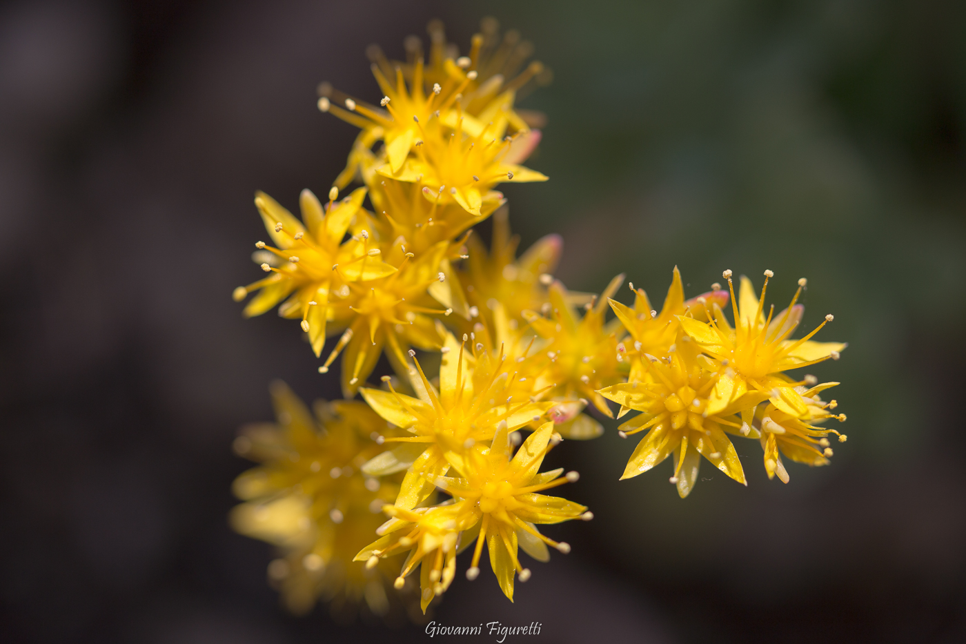 fiori di pianta grassa
