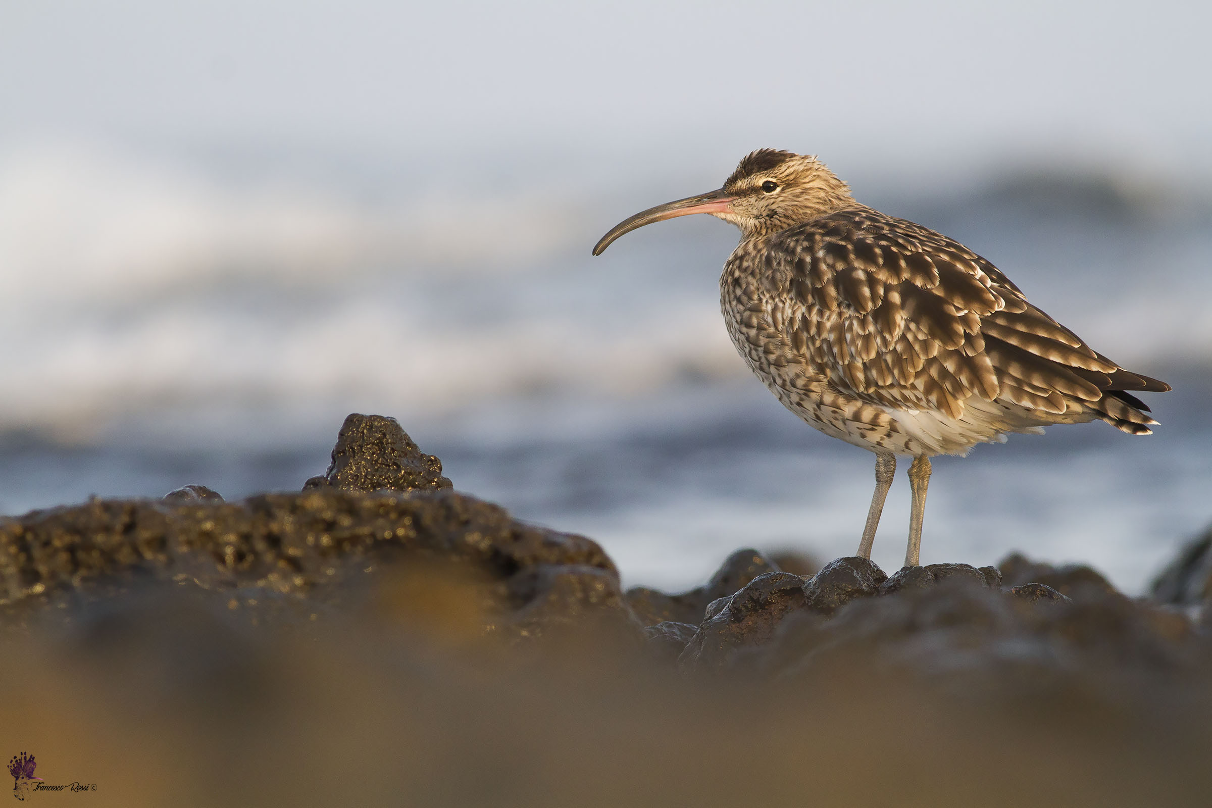 Small Chiurlo on the volcanic rocks of Lanzarote