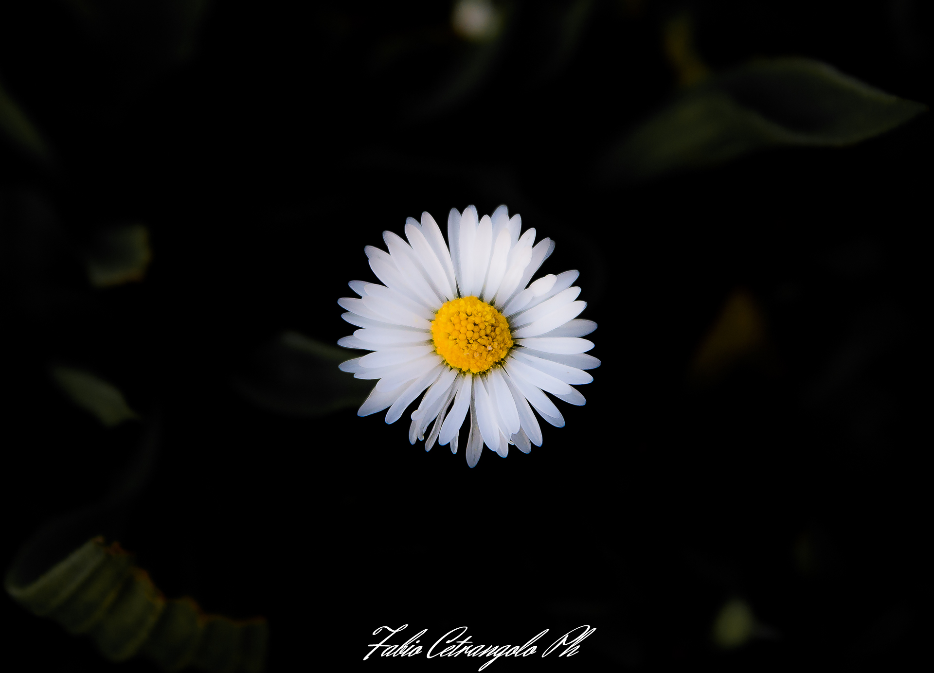 Geometry of a daisy.