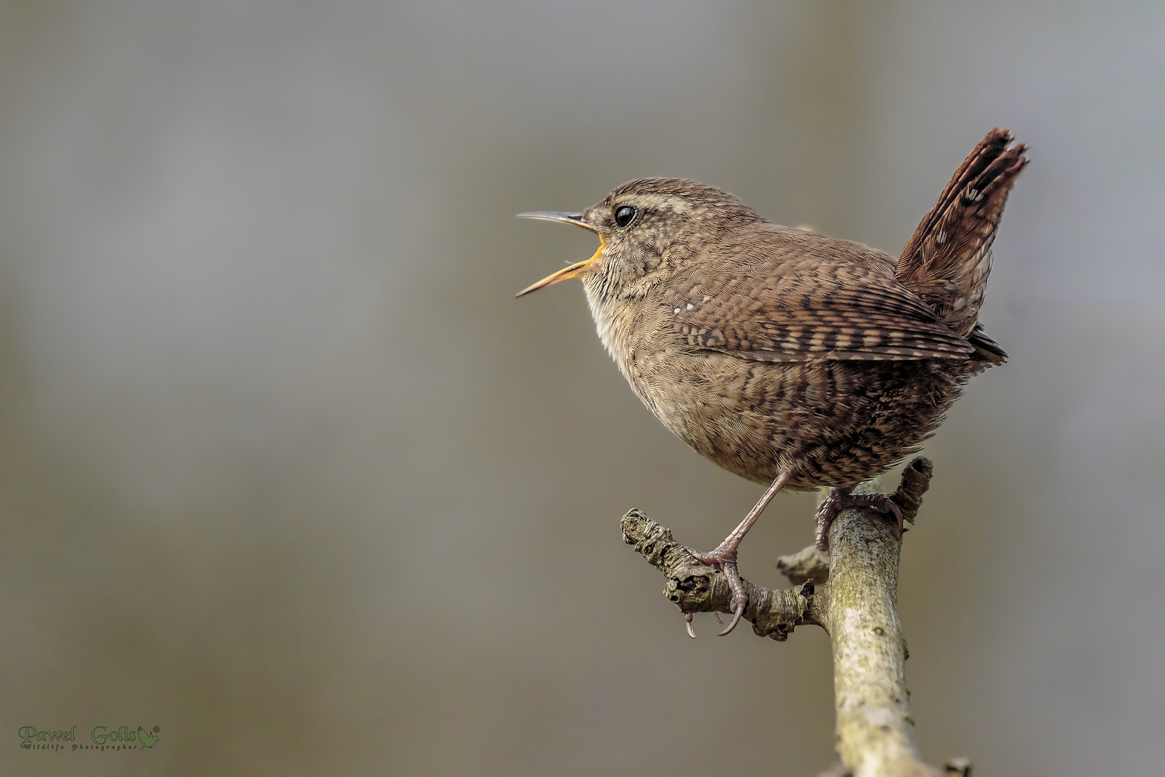 Wren (Troglodytes troglodytes) di Eurasian