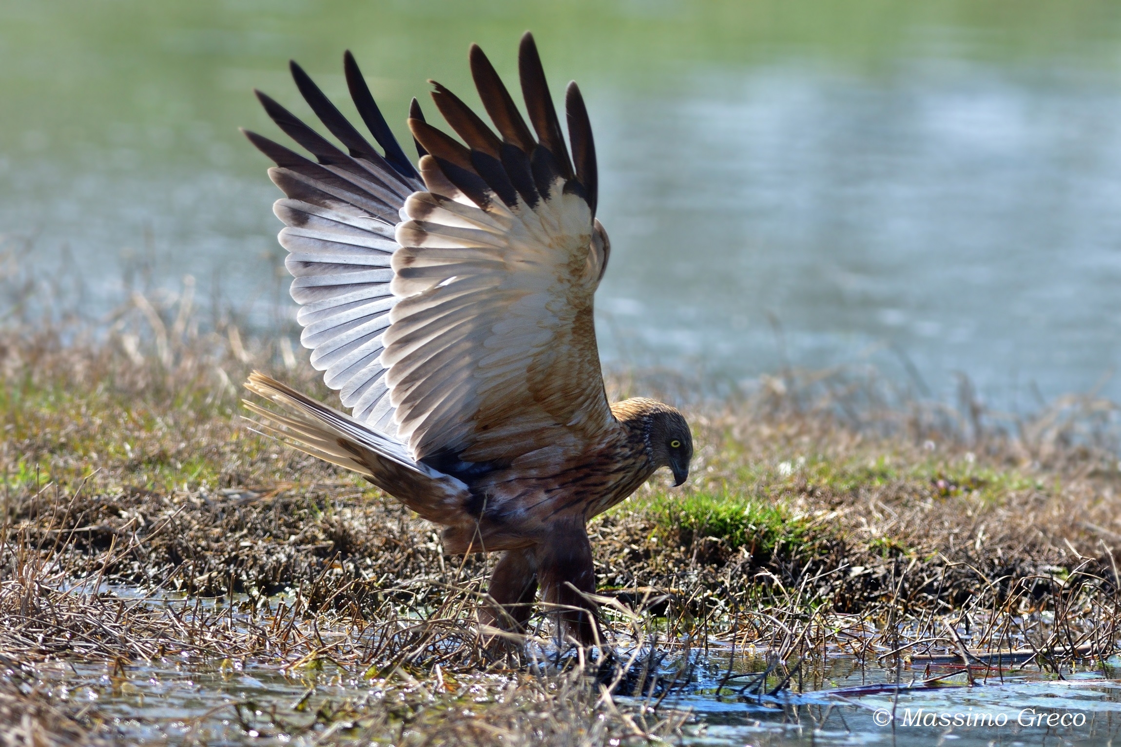 Marsh Hawk