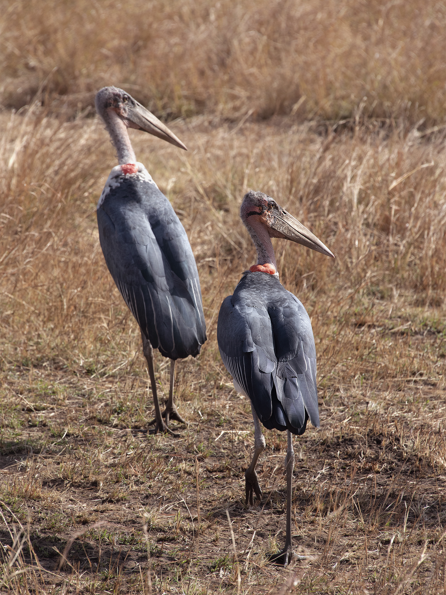 La mia Africa Ep. 5: il Marabù