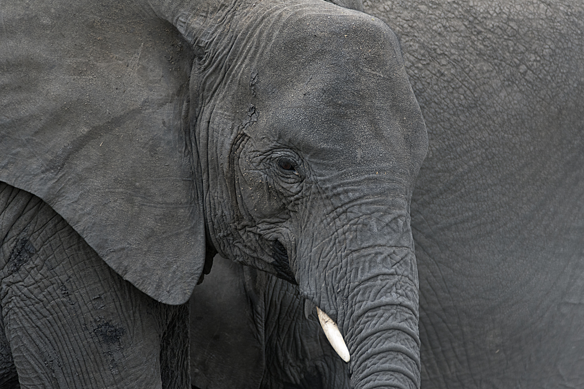 La mia Africa Ep. 4: l'Elefante