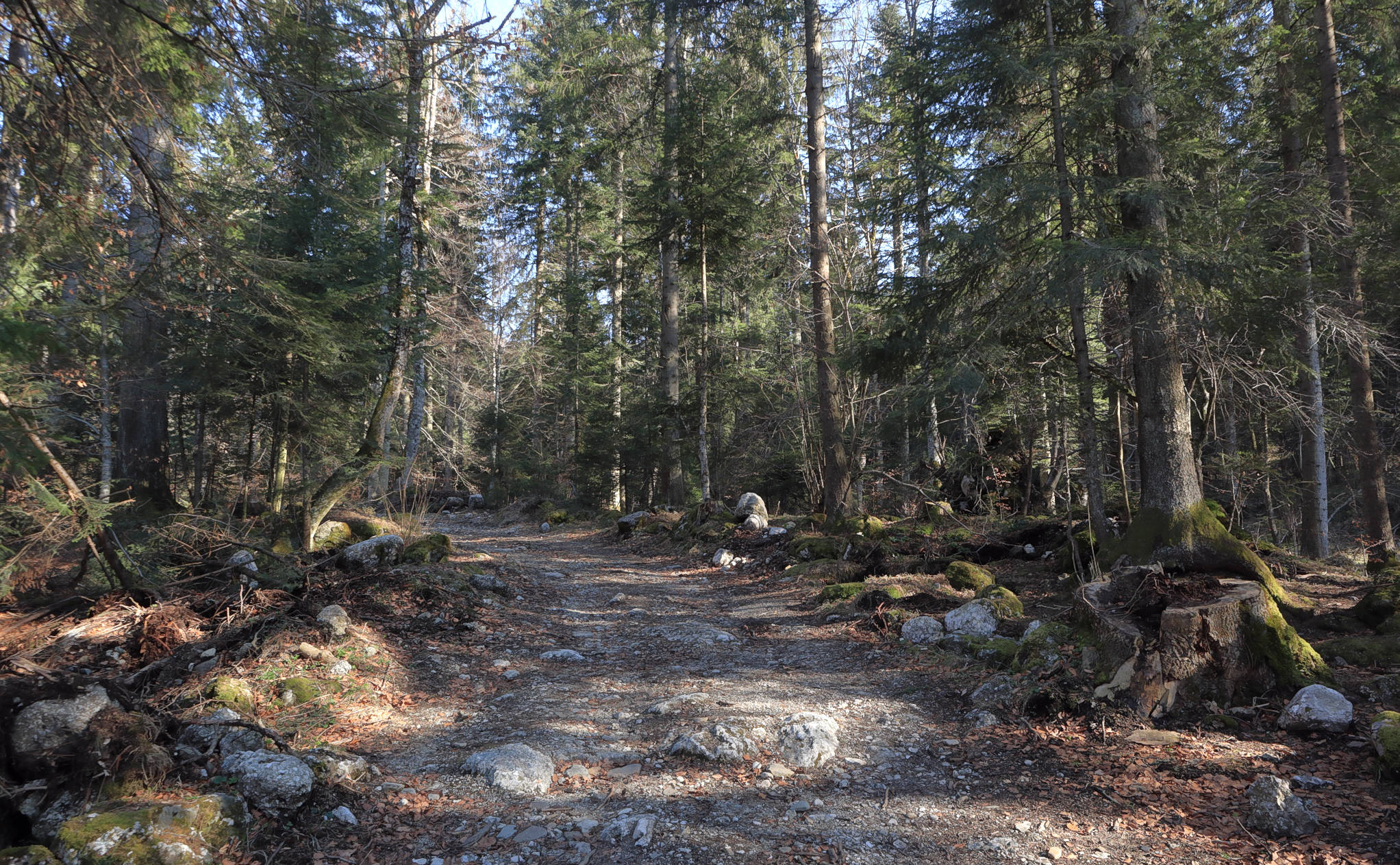 Una passeggiata attraverso la foresta (i)