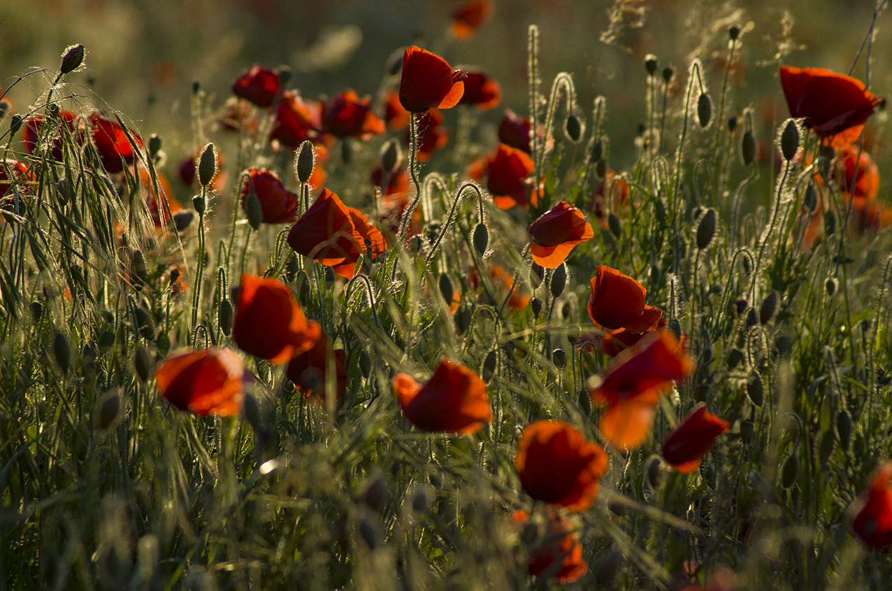 Poppies