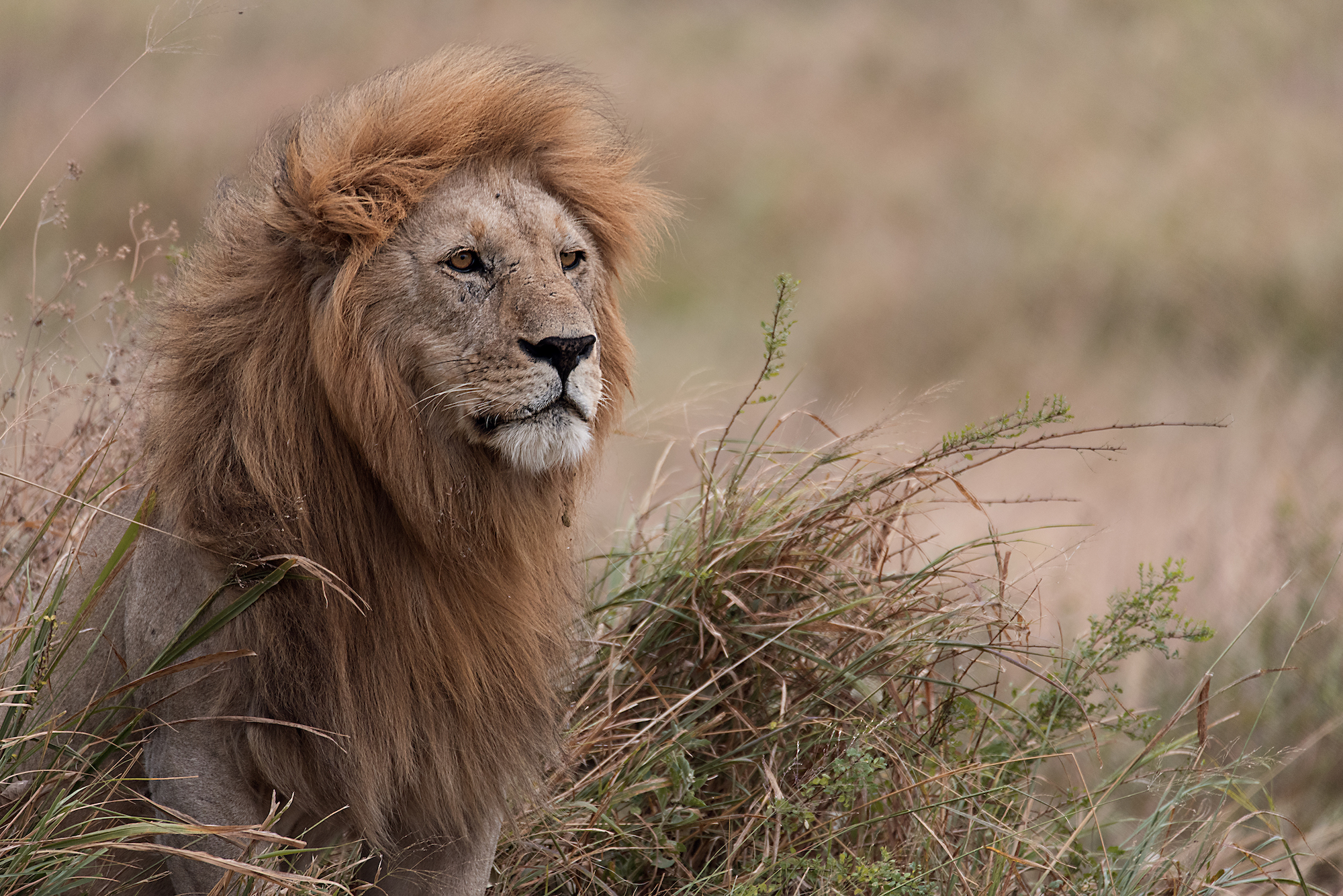 La mia Africa Ep. 6: il Leone
