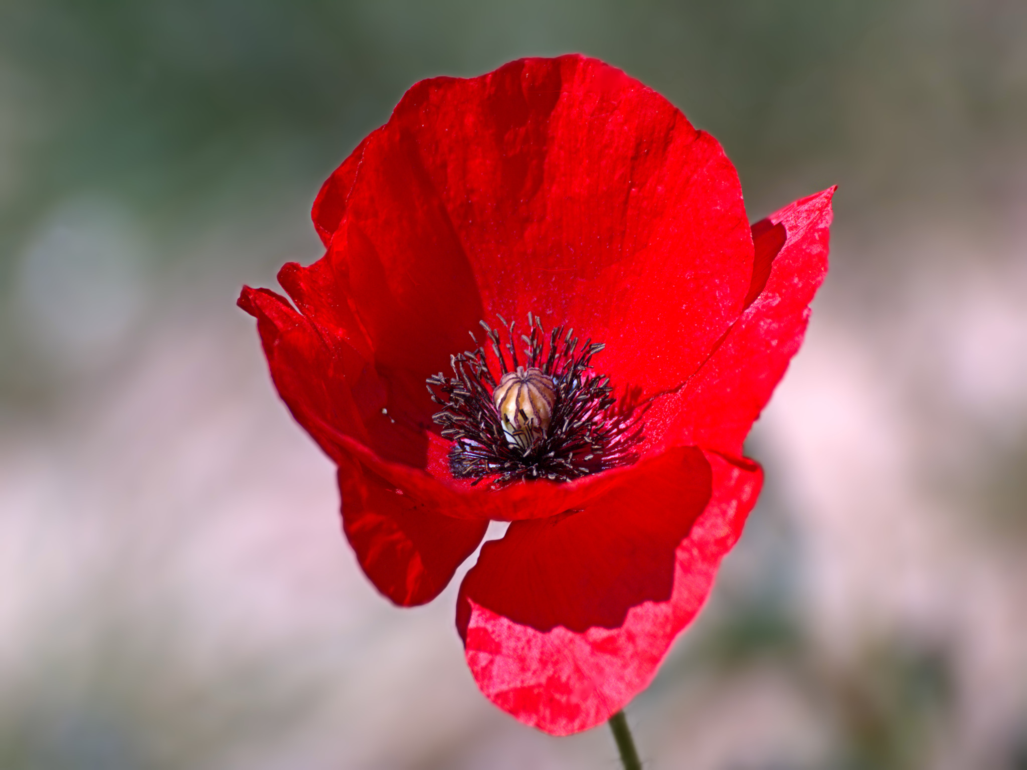 THE POPPY