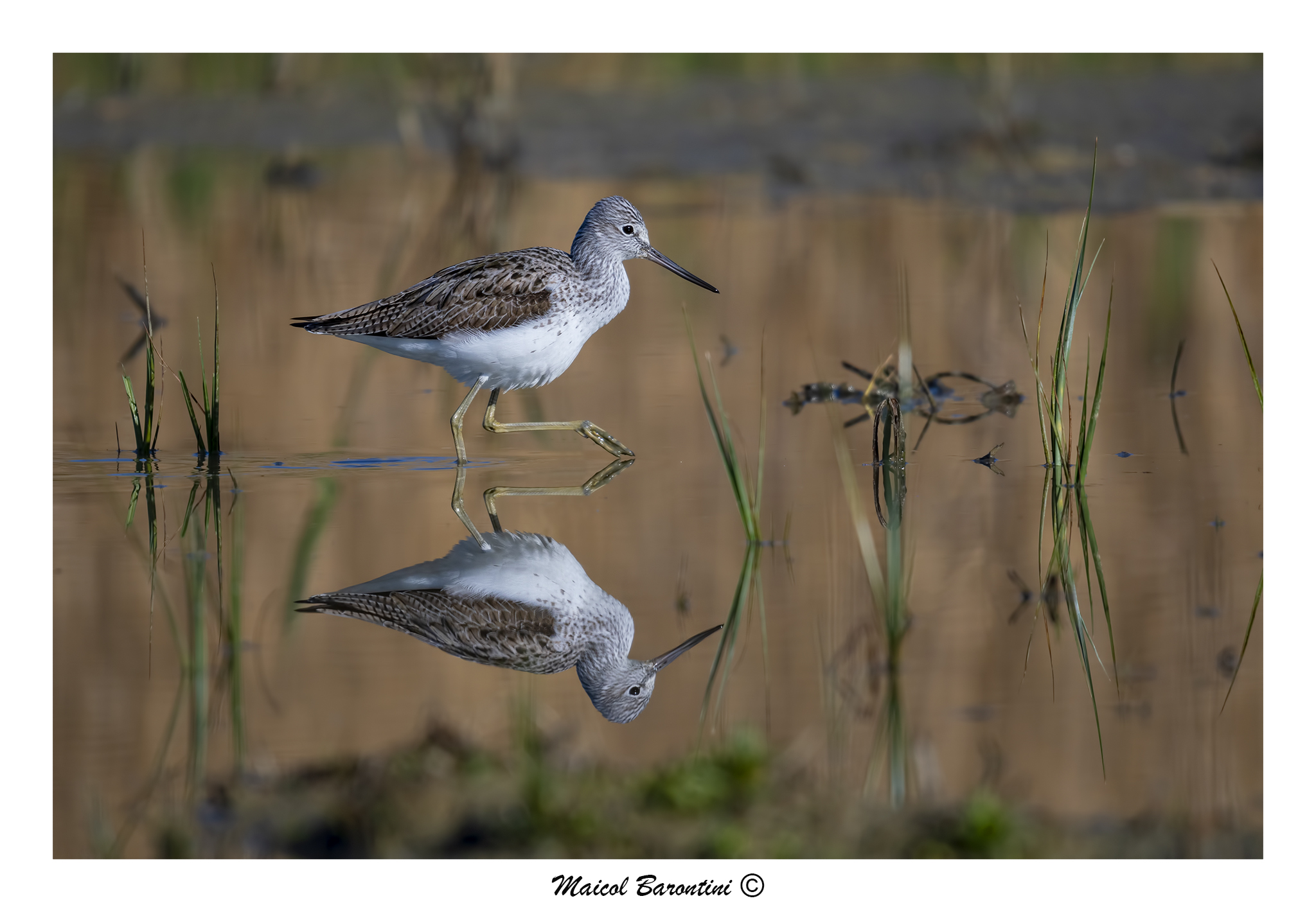 Pantana in the Mirror